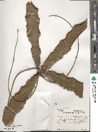 Image of Macadamia integrifolia