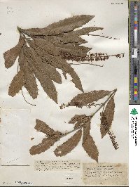 Image of Macadamia ternifolia