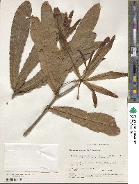 Image of Macadamia tetraphylla