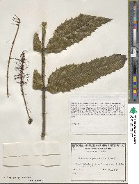 Image of Hicksbeachia pinnatifolia