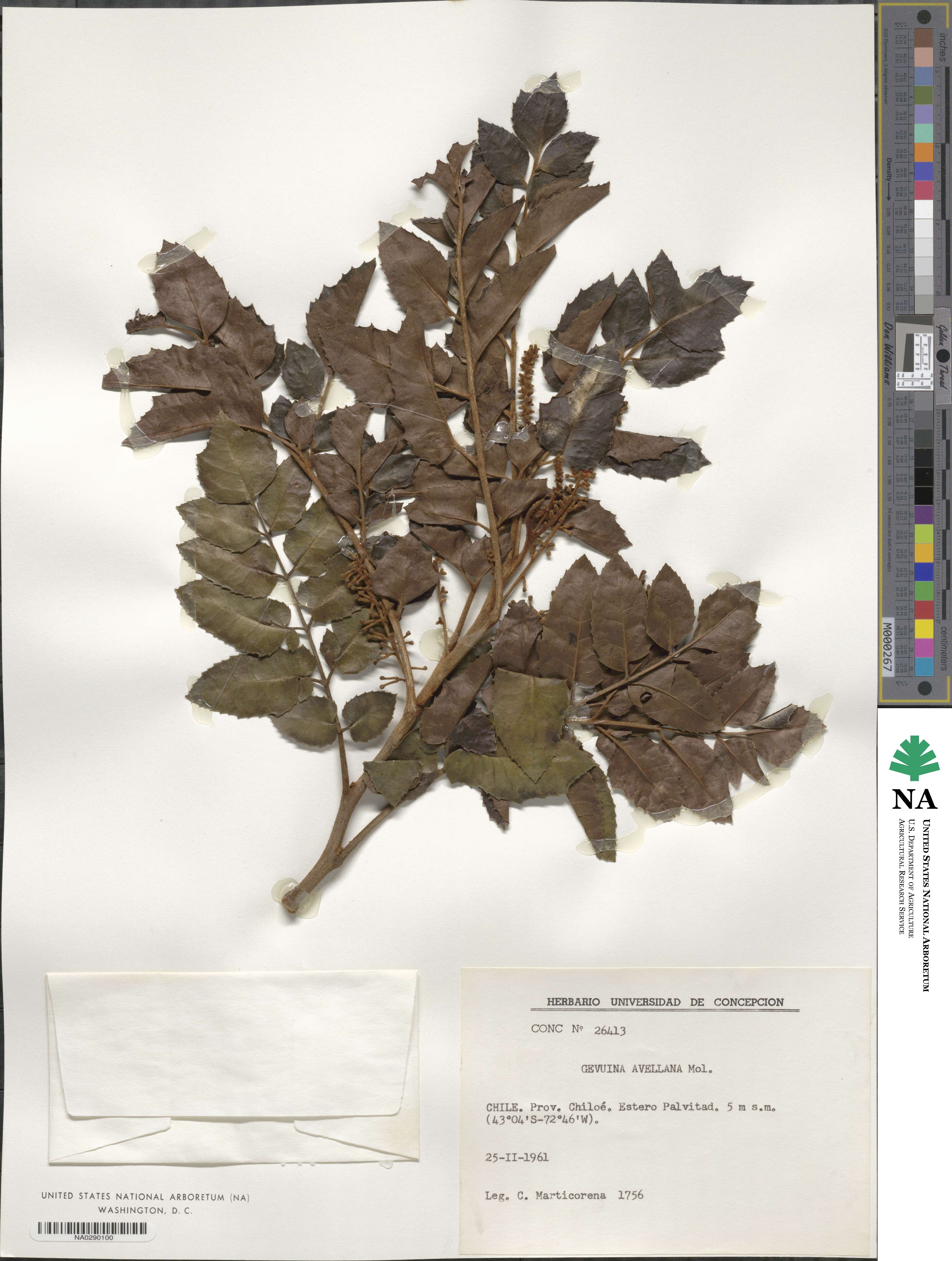 Gevuina image