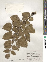 Gevuina avellana image
