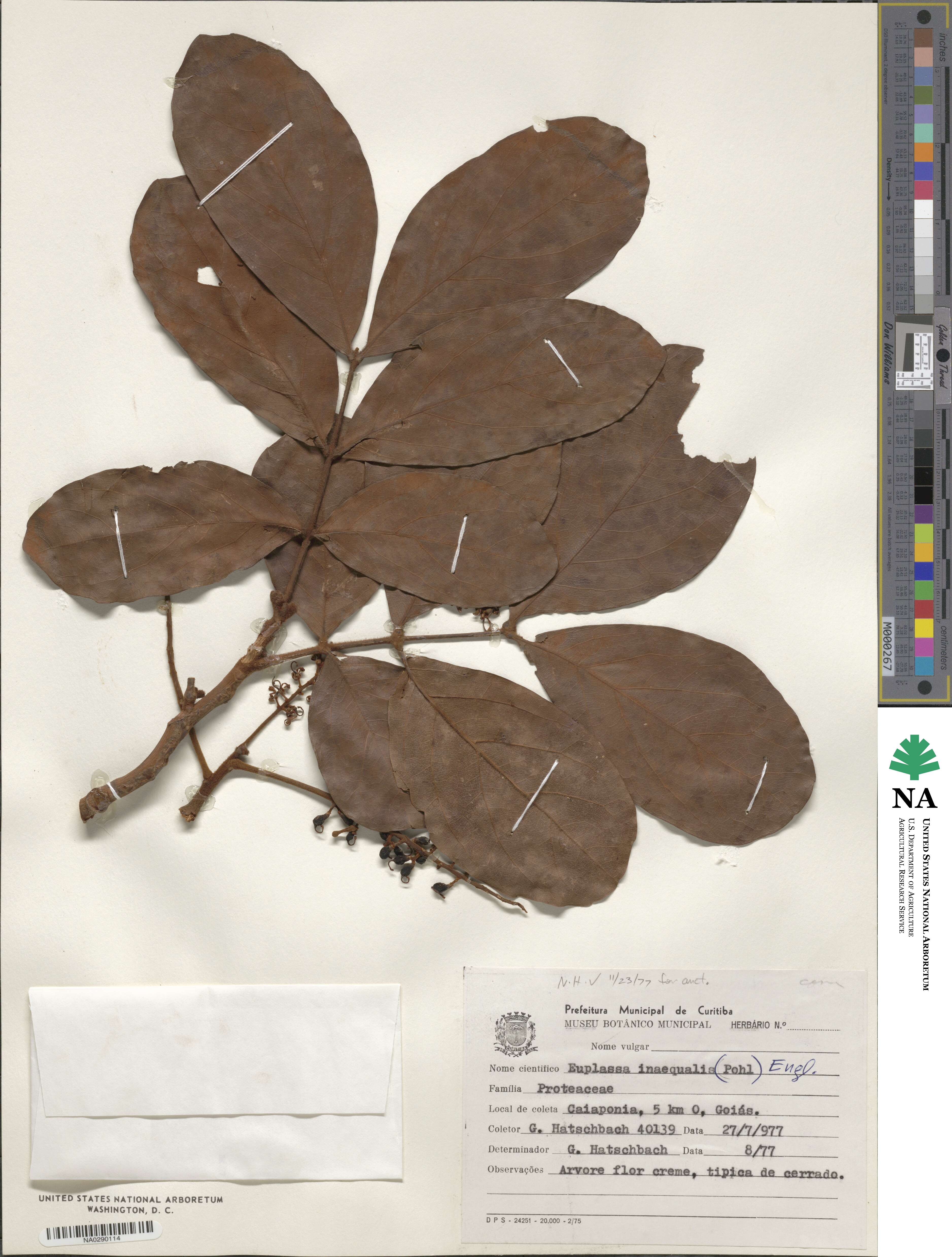 Euplassa inaequalis image