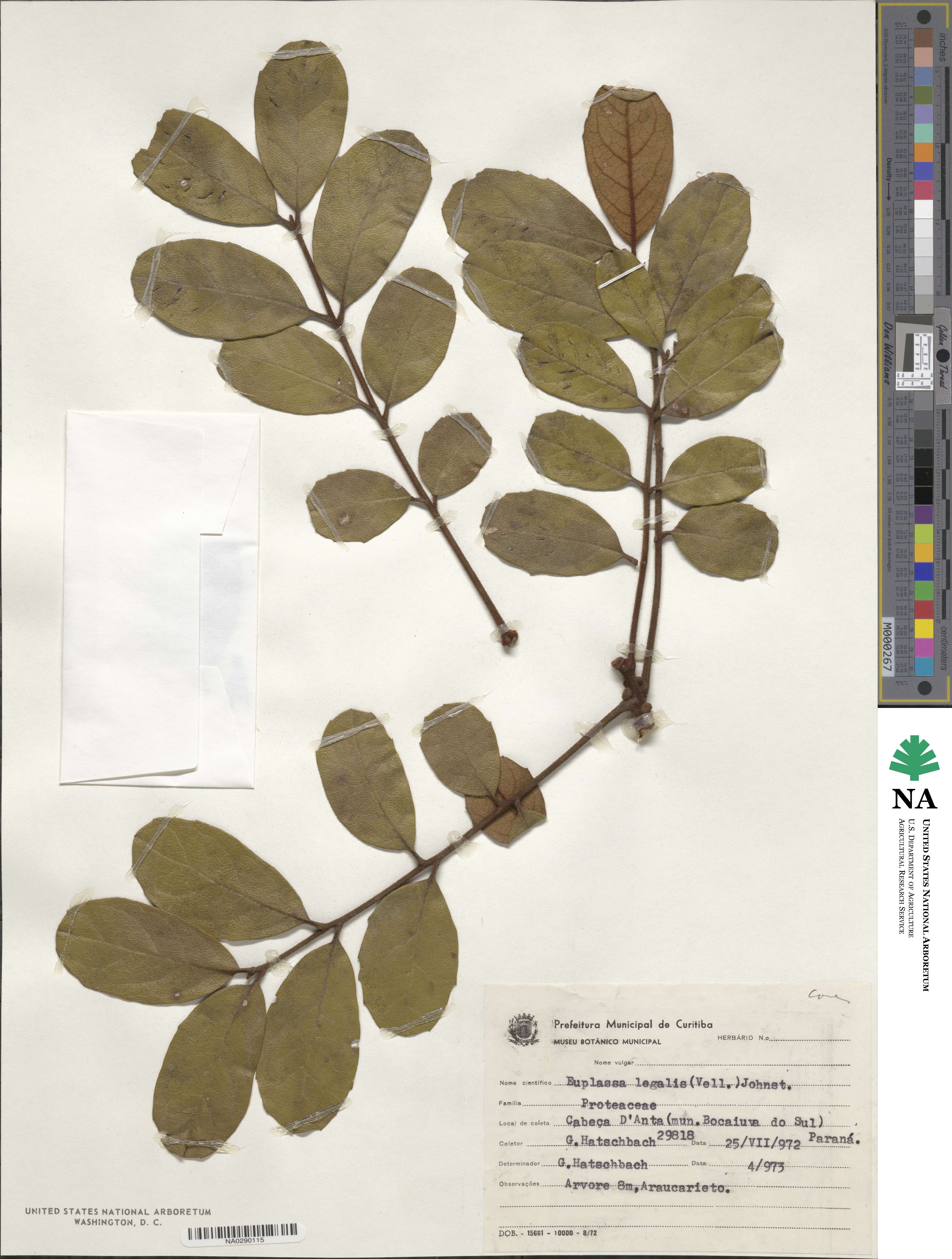 Euplassa legalis image
