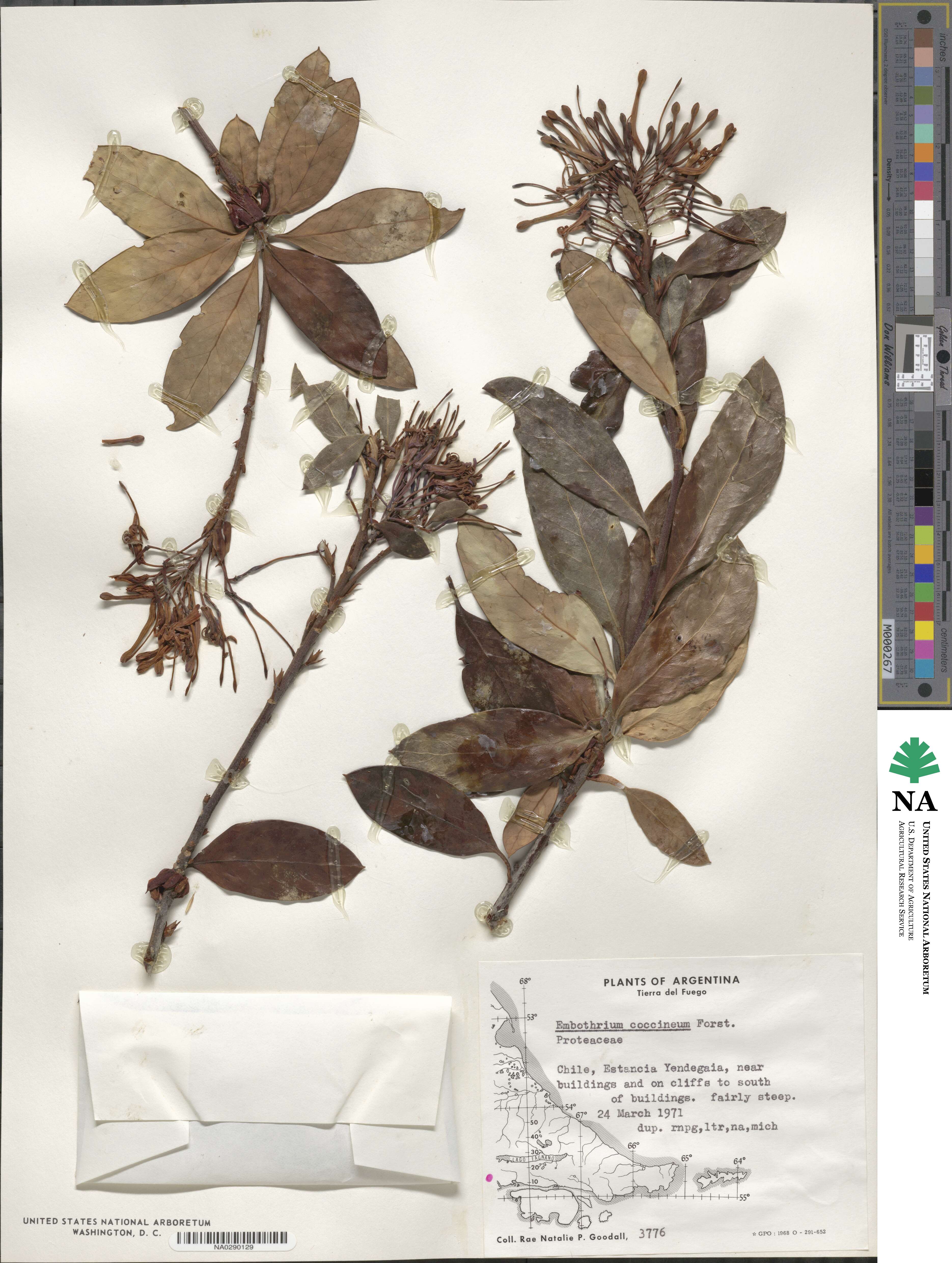 Embothrium coccineum image