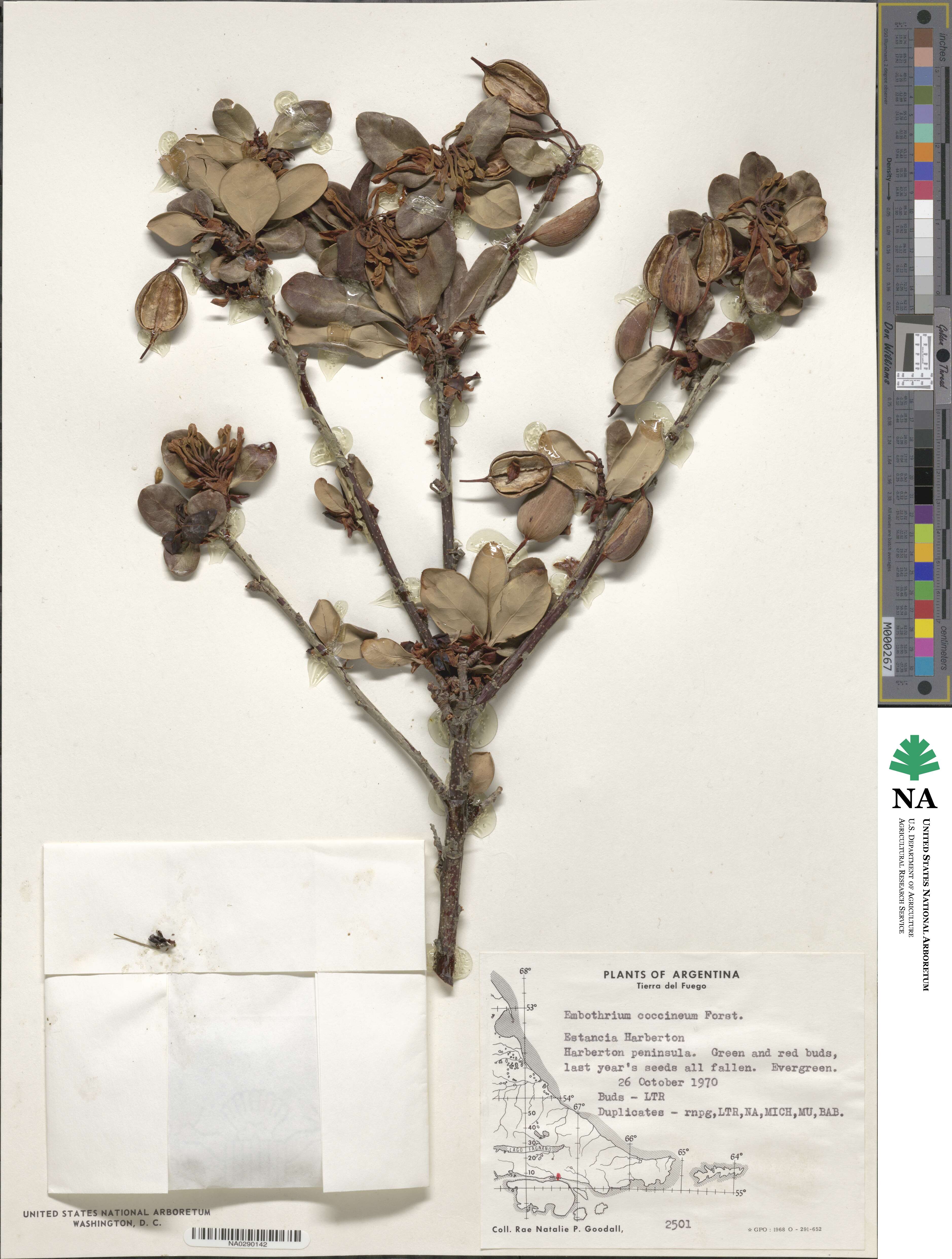 Embothrium coccineum image