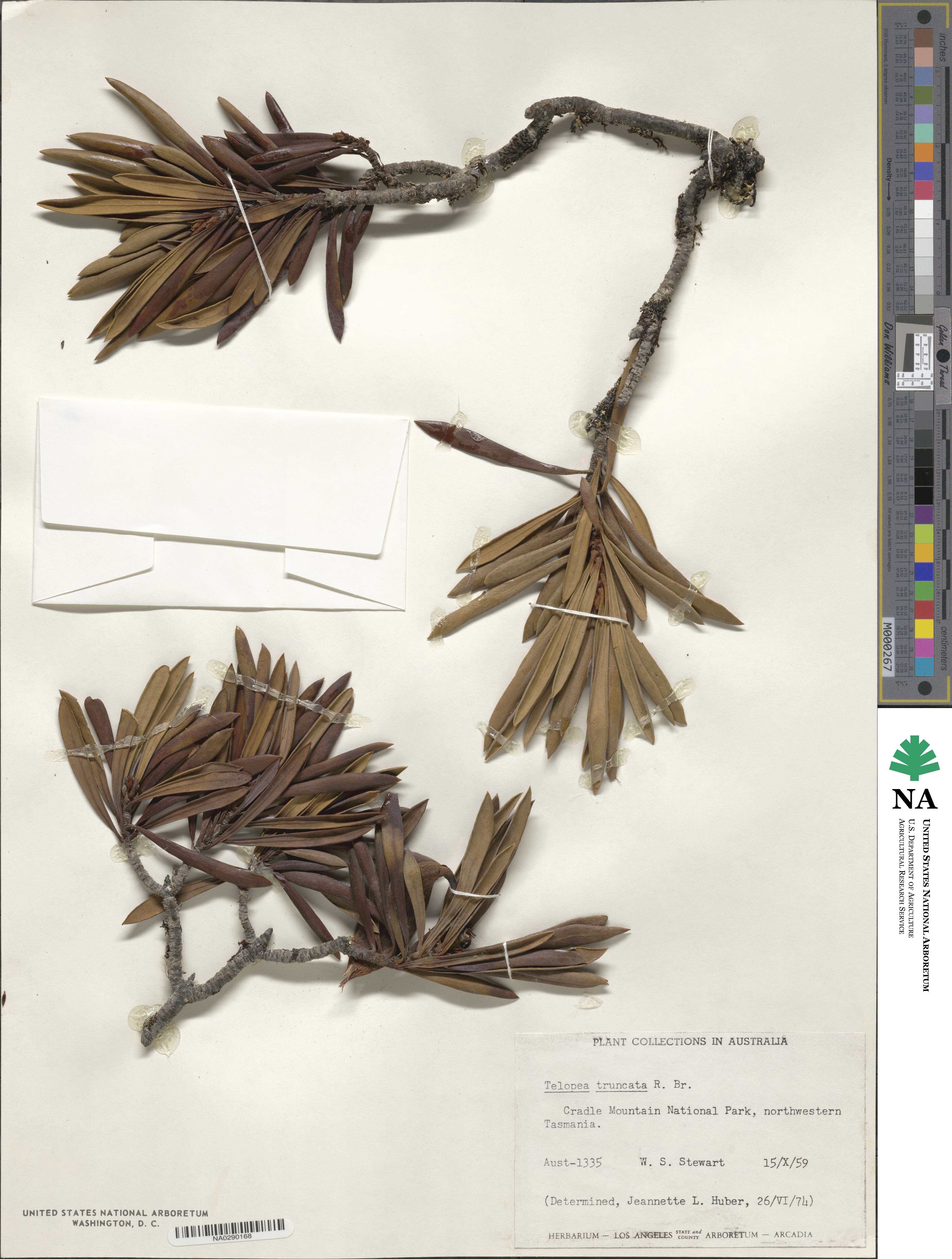Telopea truncata image