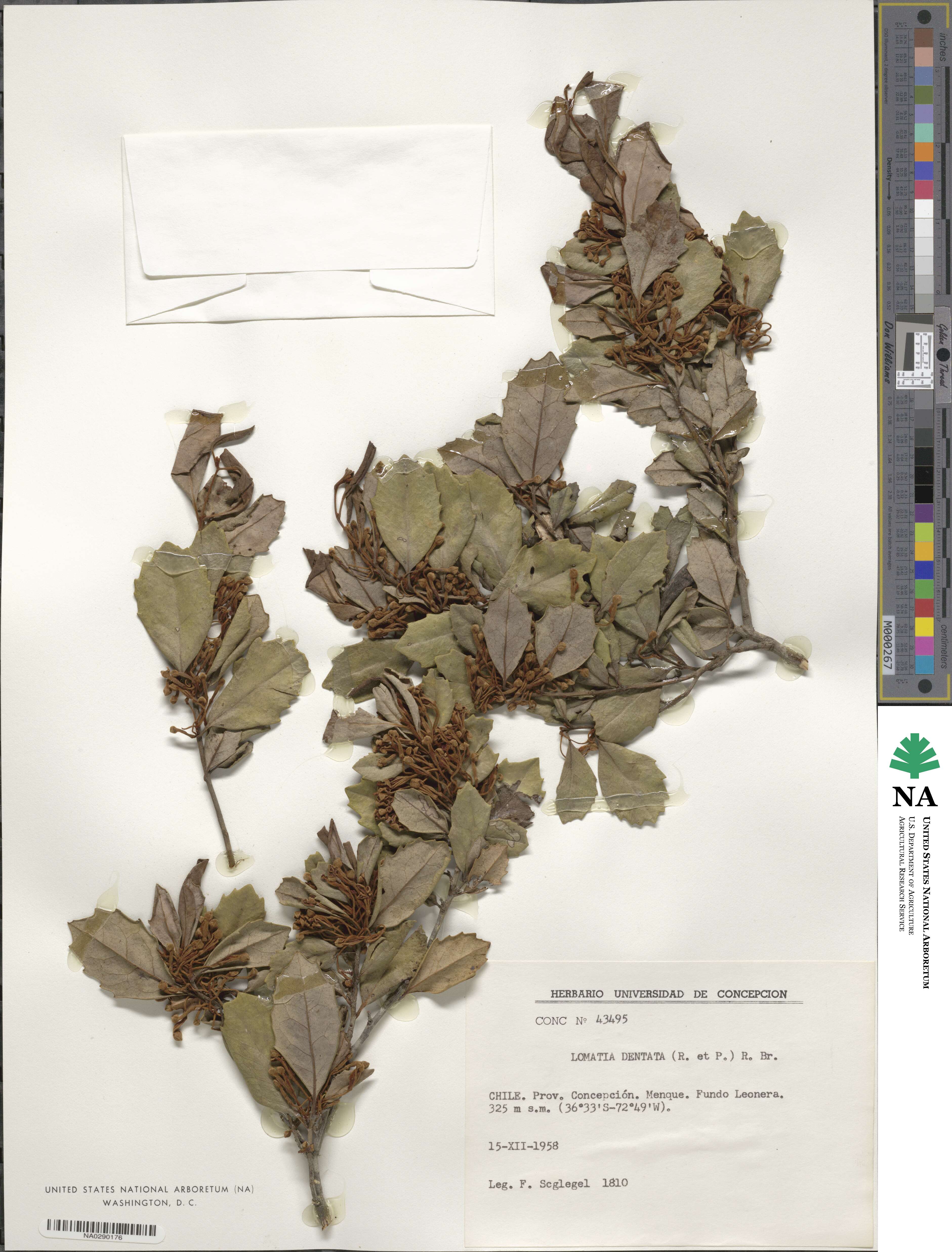 Lomatia dentata image