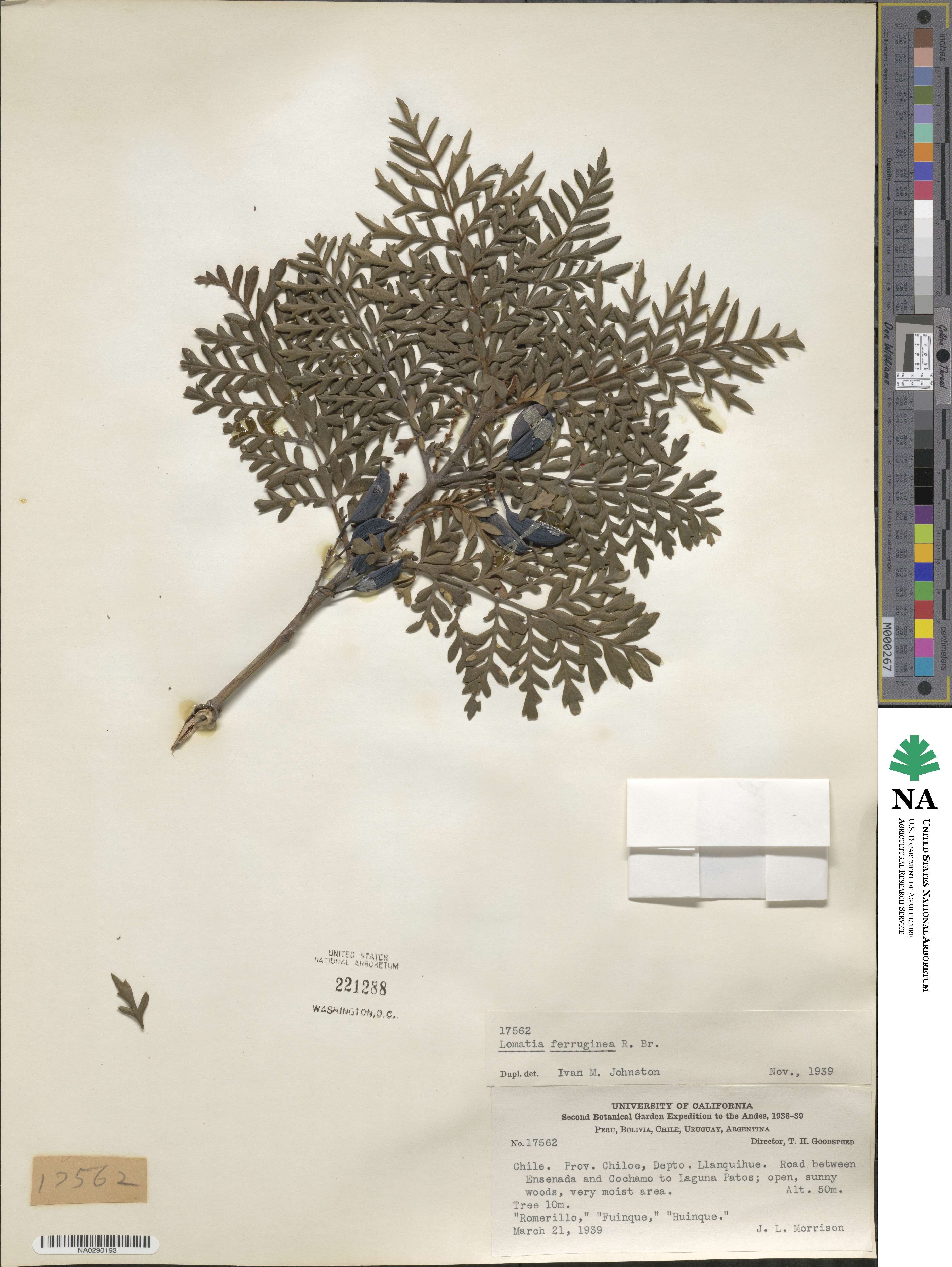 Lomatia ferruginea image