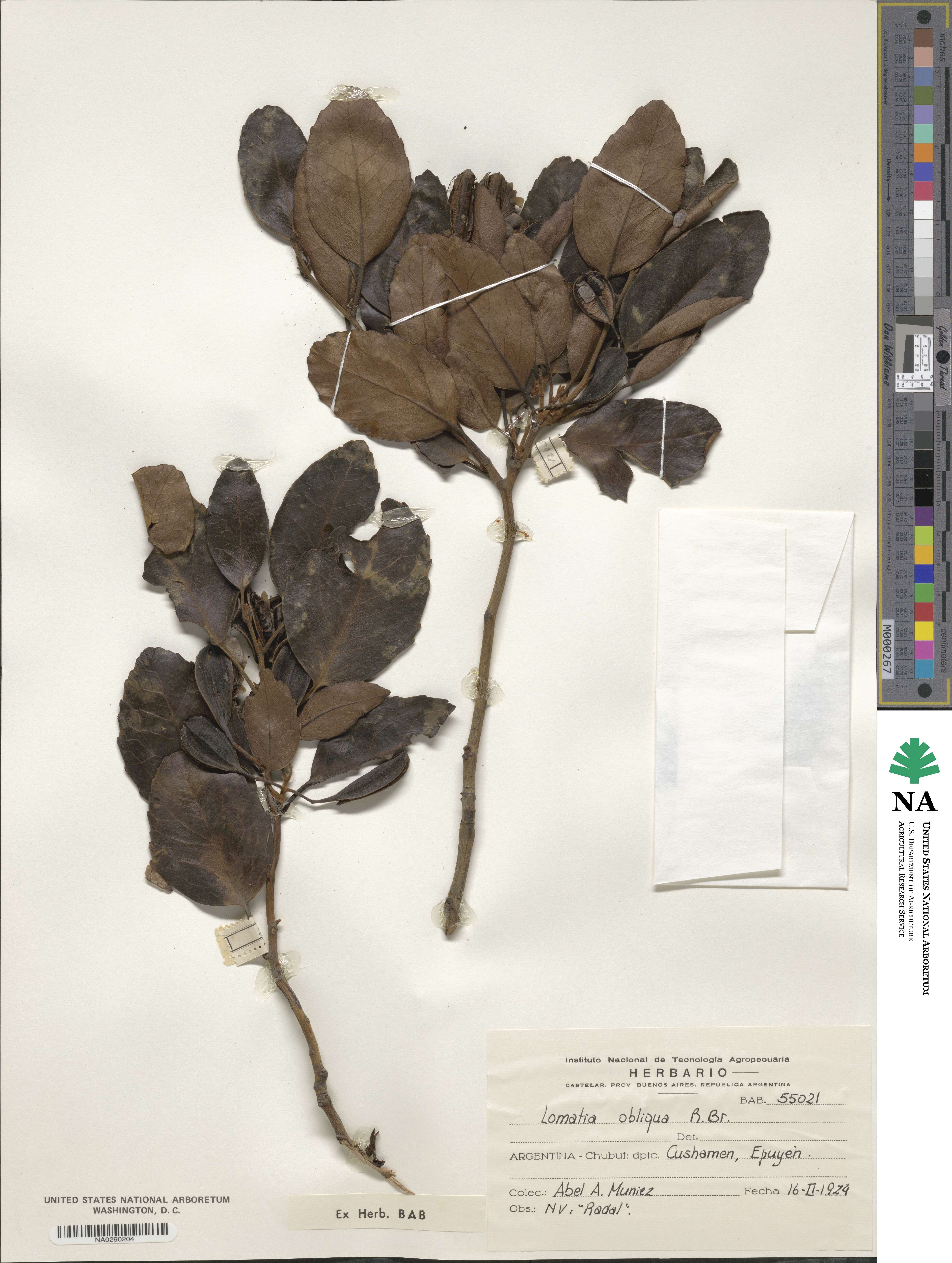 Lomatia hirsuta image