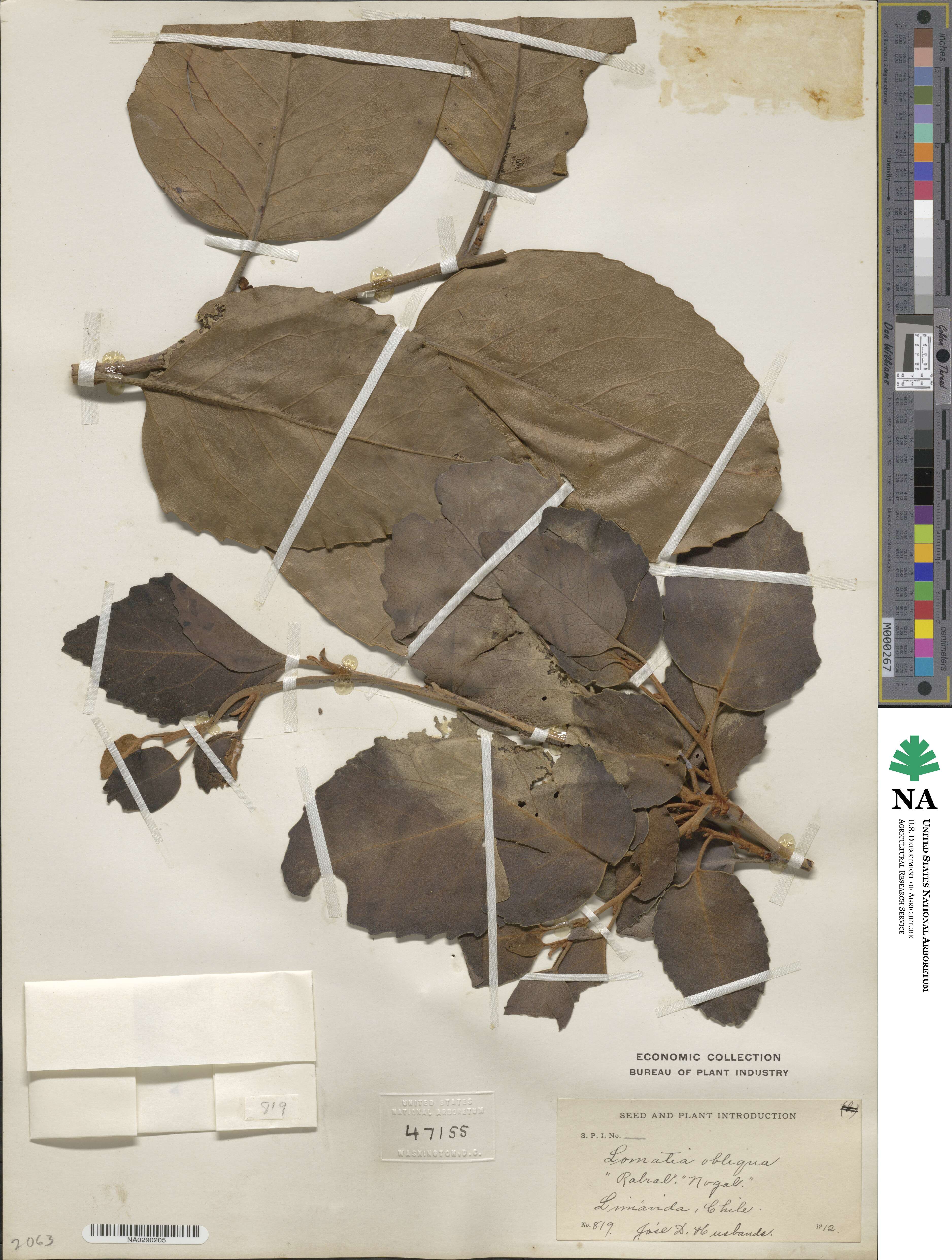 Lomatia hirsuta subsp. obliqua image