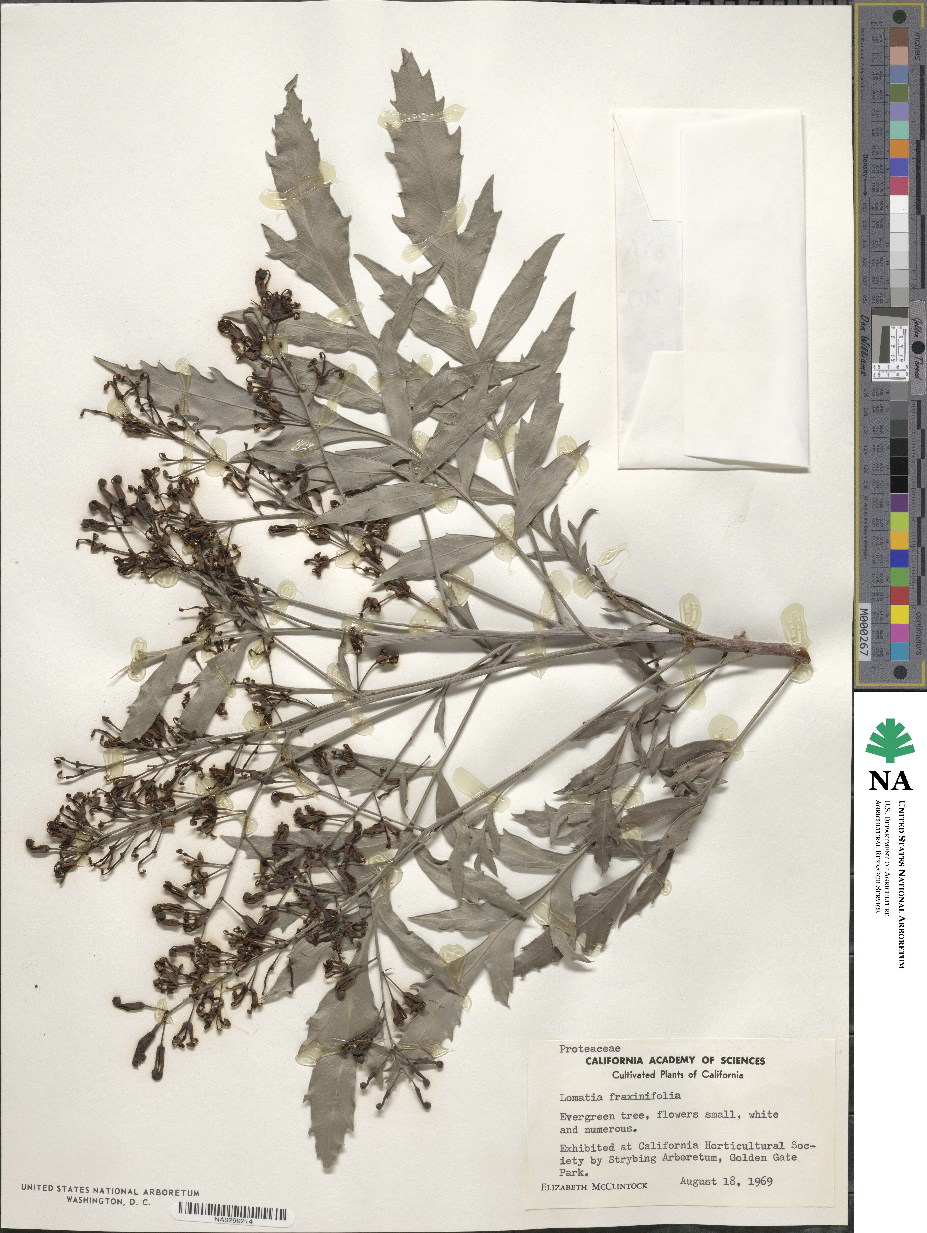 Lomatia fraxinifolia image