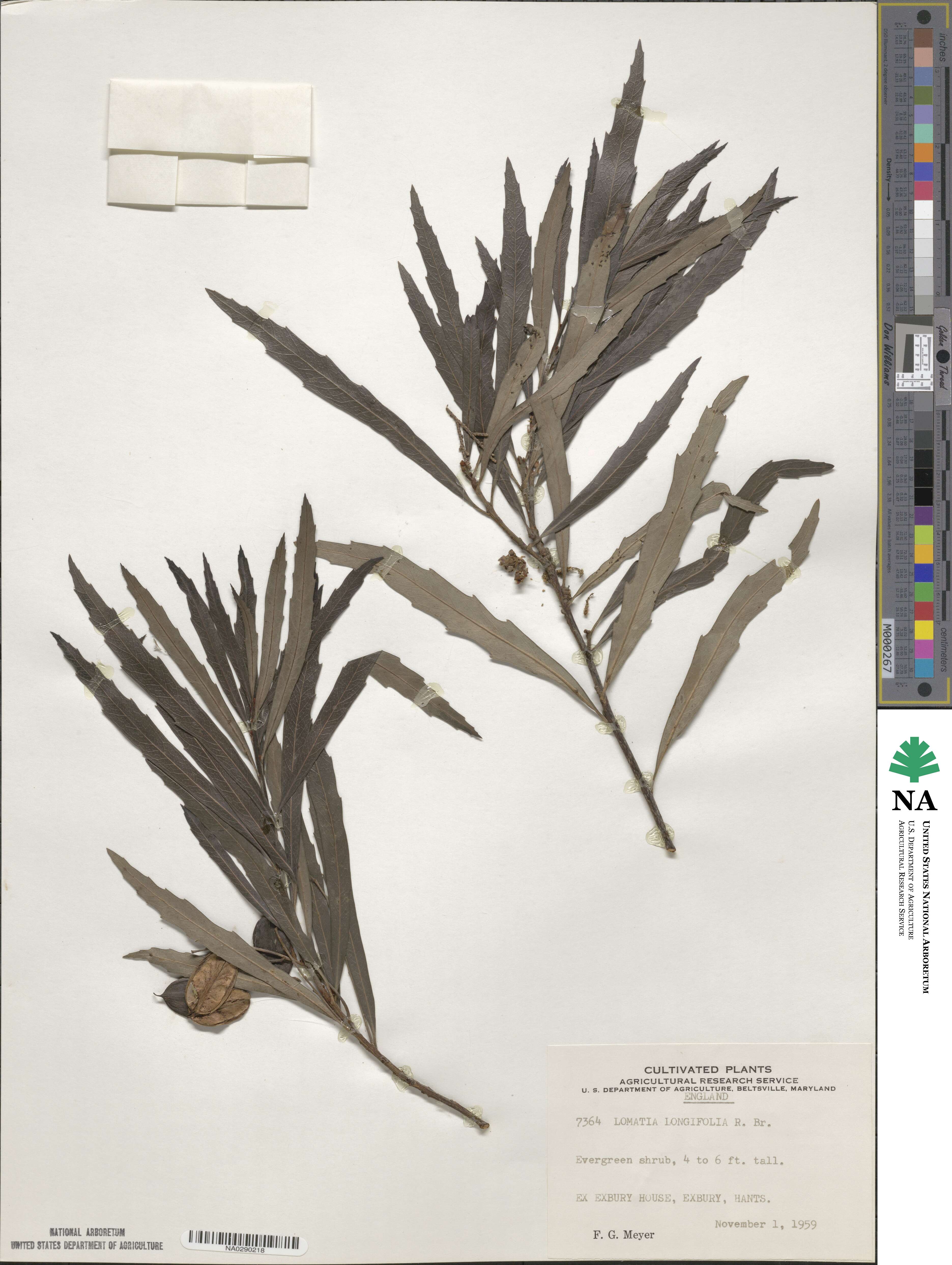 Lomatia myricoides image