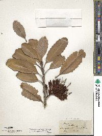 Knightia excelsa image