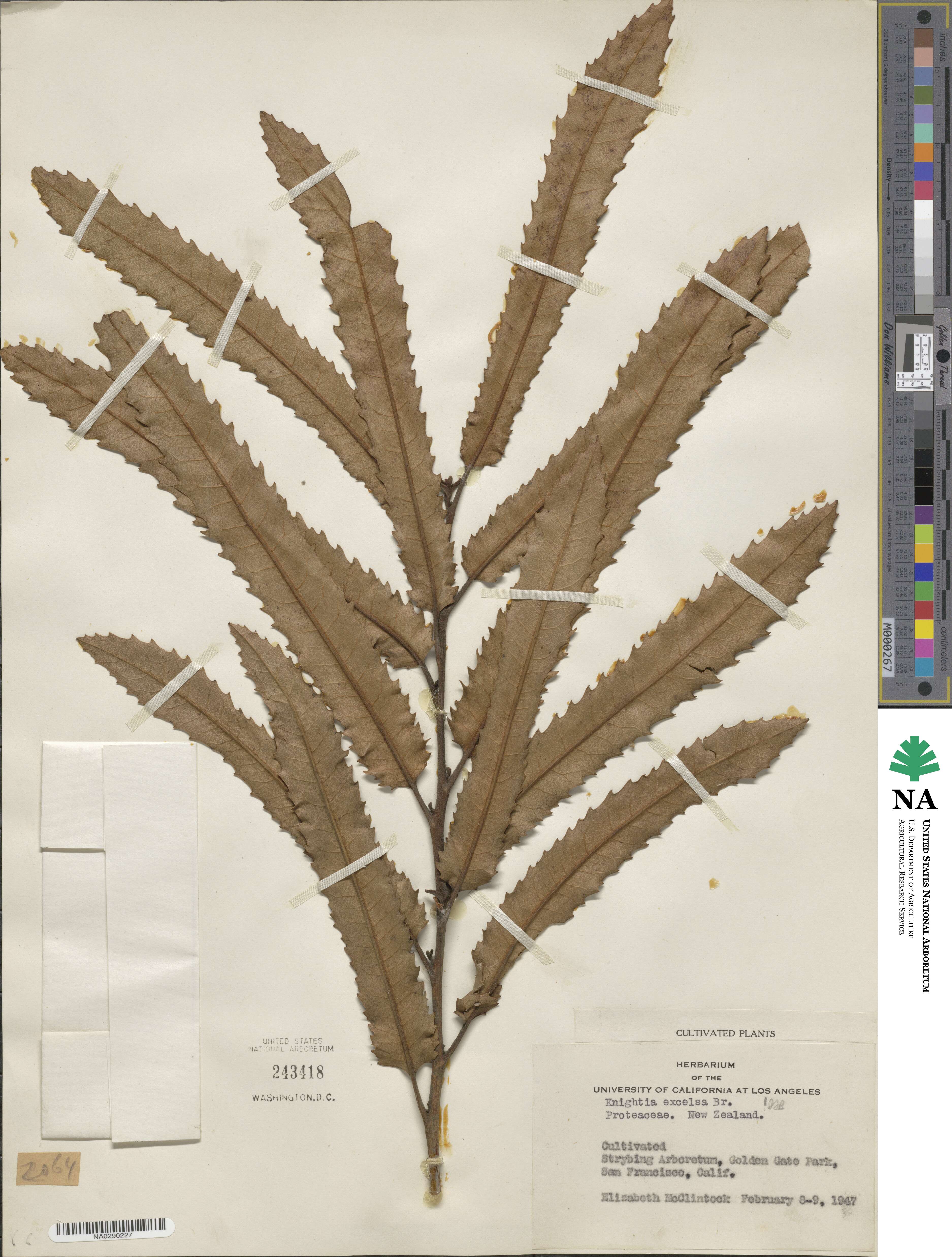 Knightia excelsa image