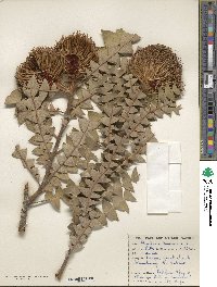 Image of Banksia baxteri