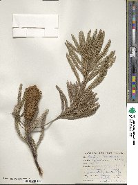 Image of Banksia brownii