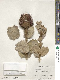 Image of Banksia coccinea