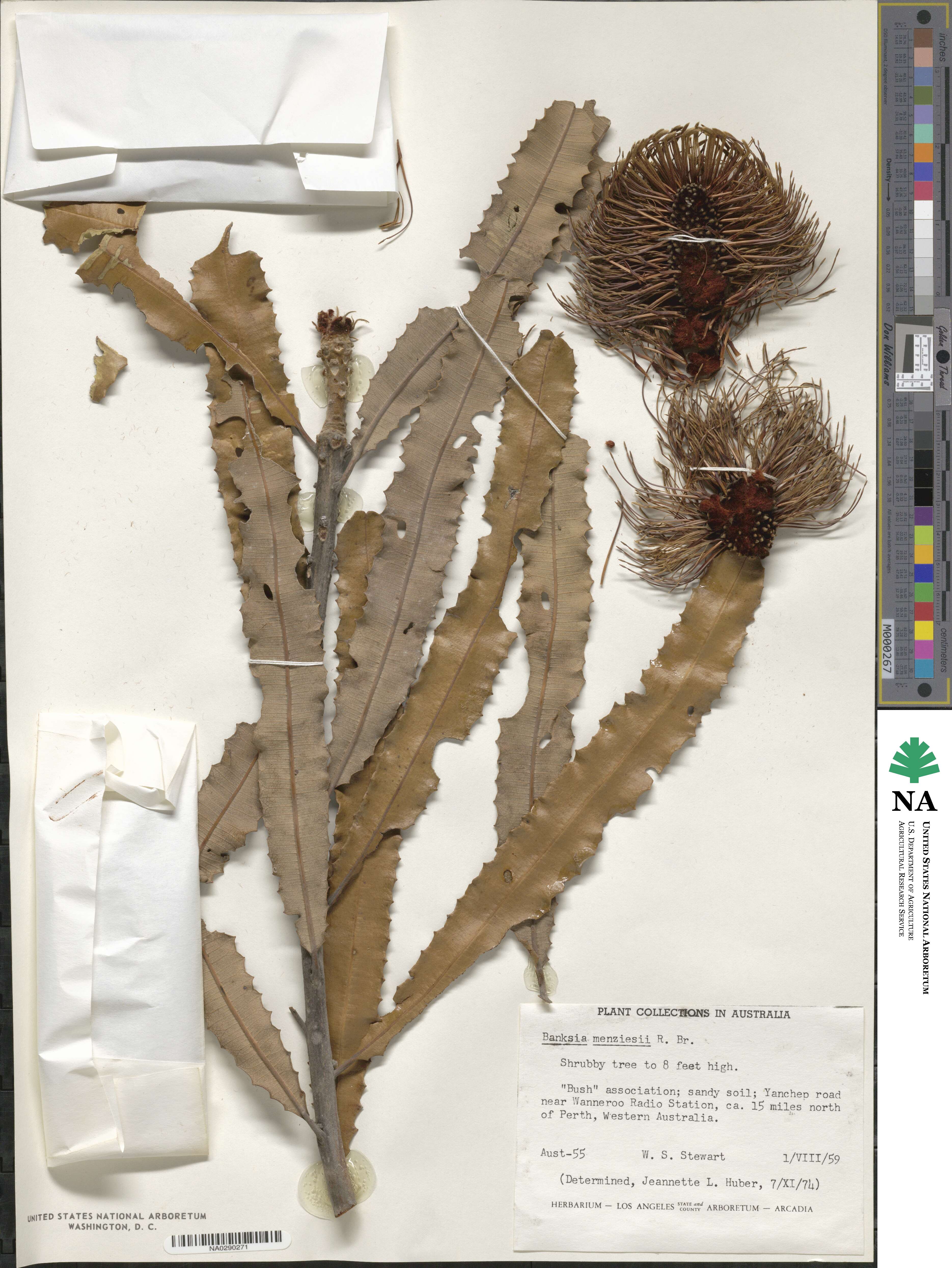 Banksia menziesii image