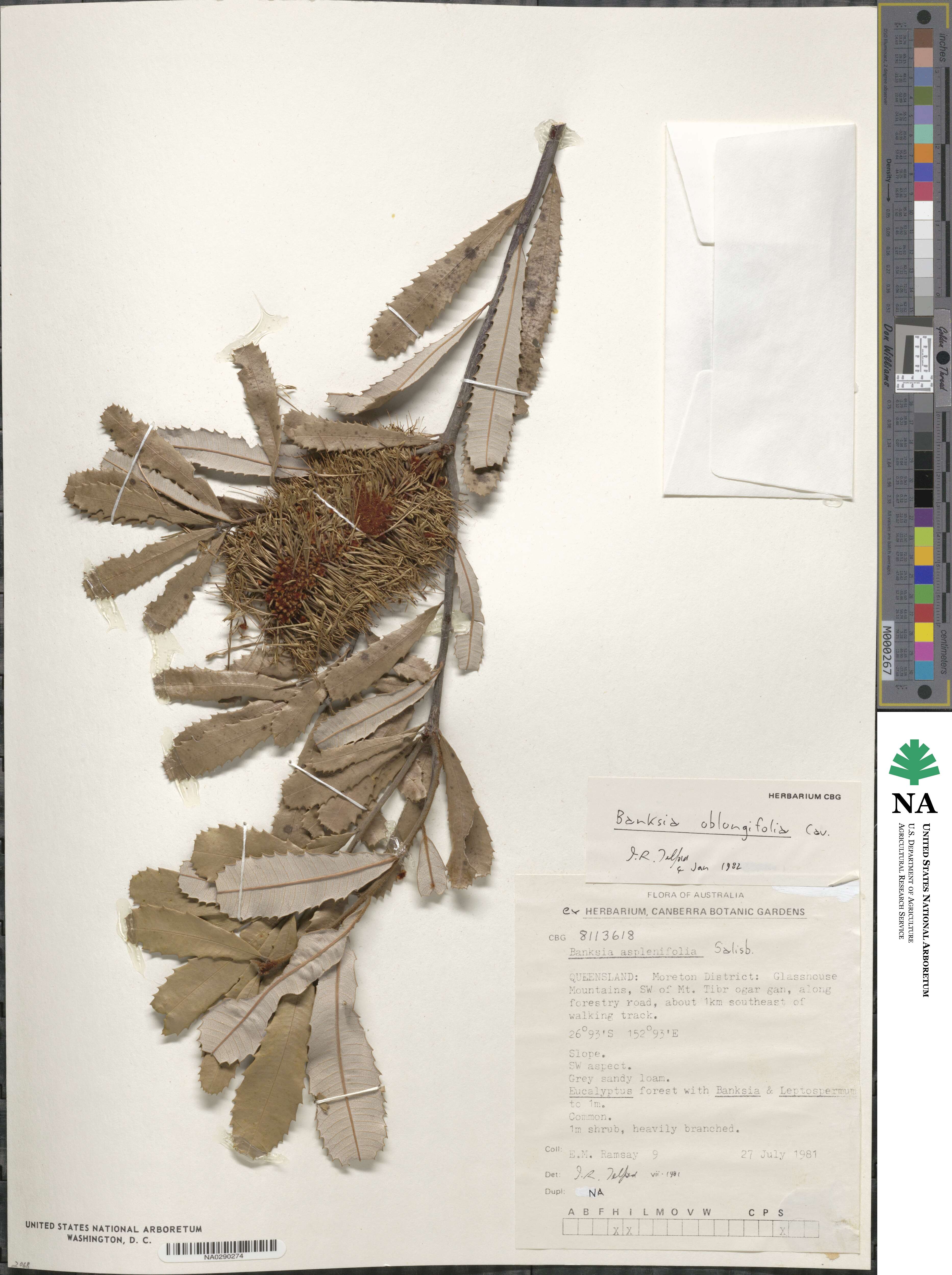 Banksia oblongifolia image