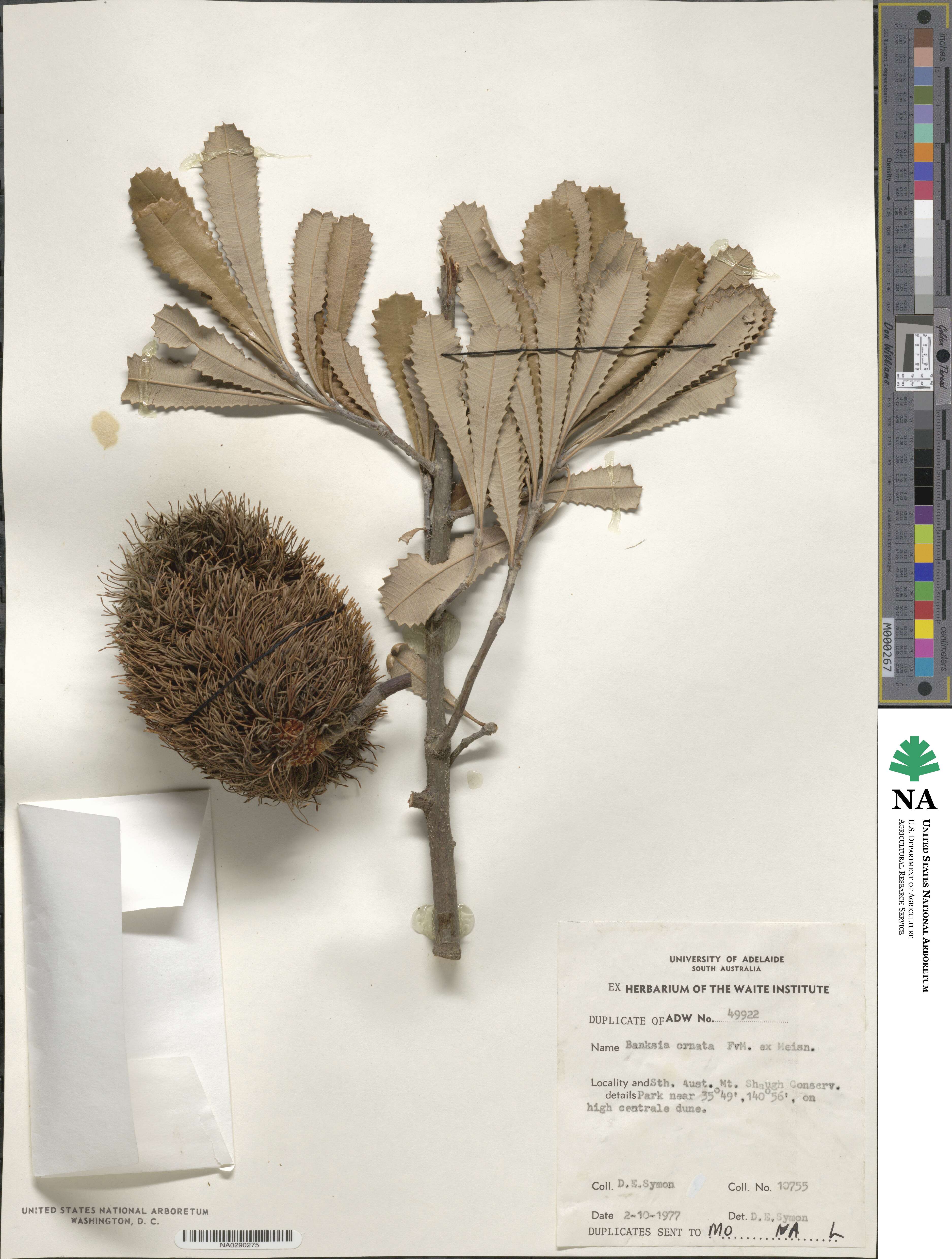 Banksia ornata image