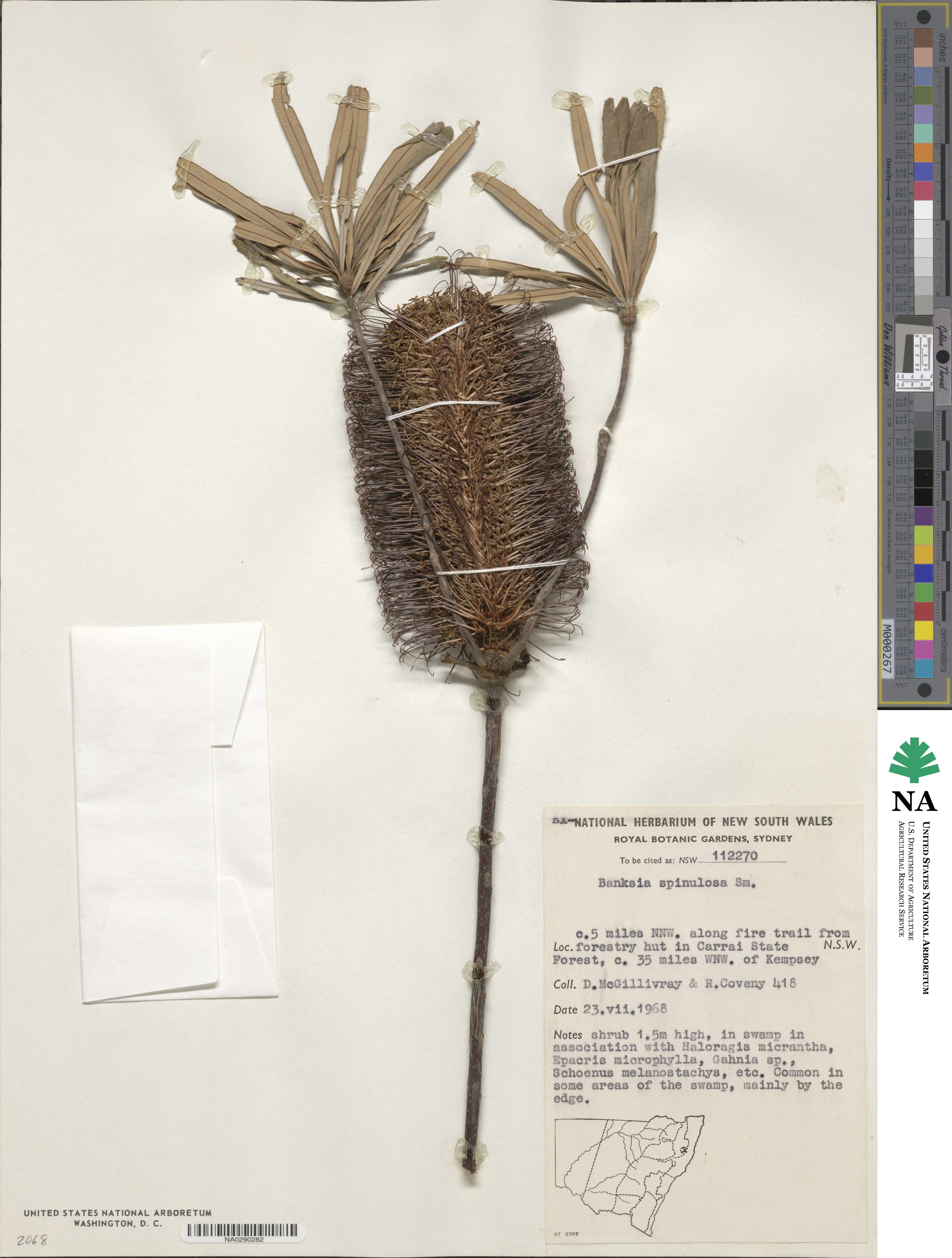 Banksia spinulosa image