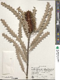 Banksia ashbyi image