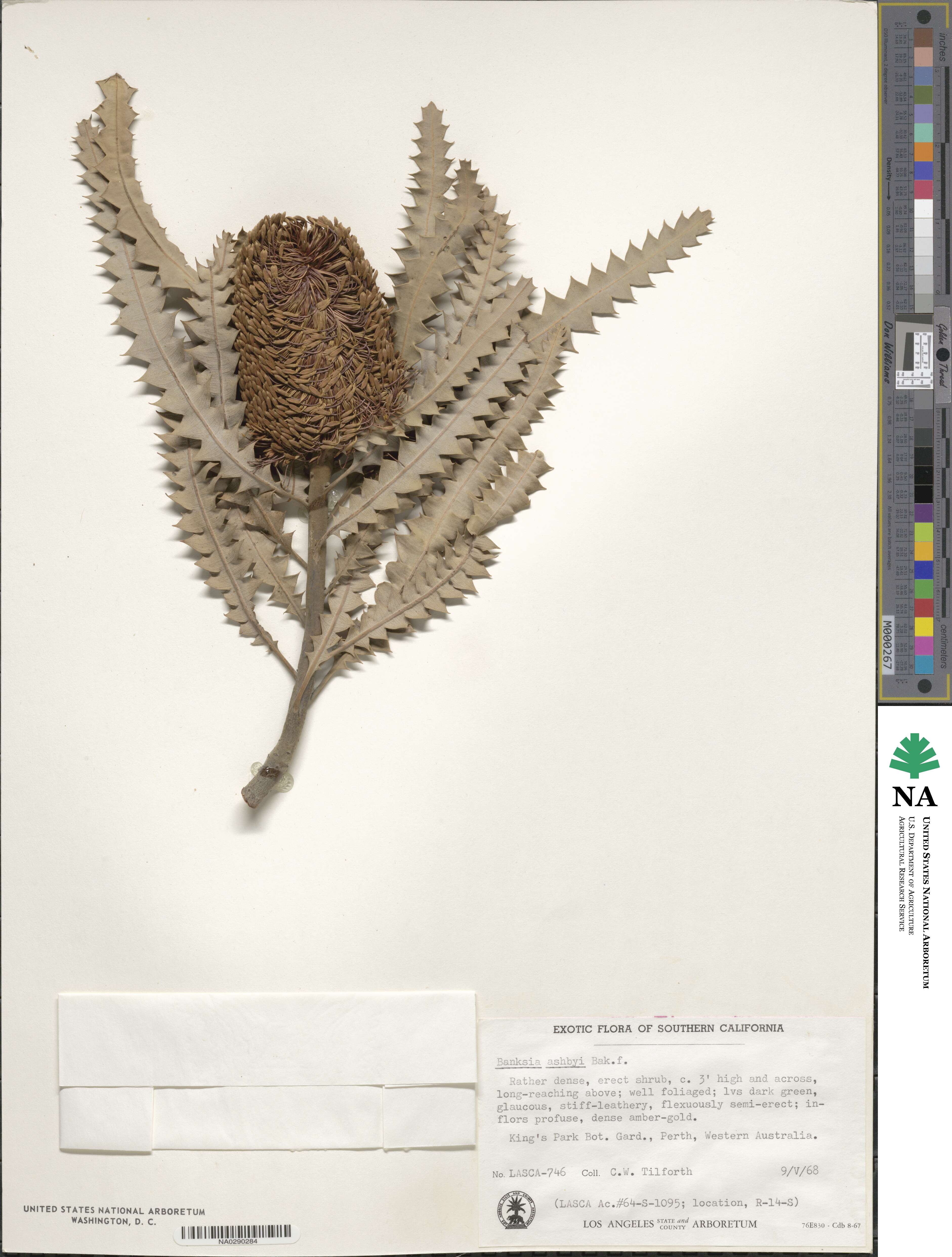 Banksia ashbyi image