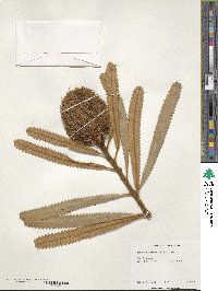 Image of Banksia burdettii