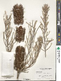 Image of Banksia collina