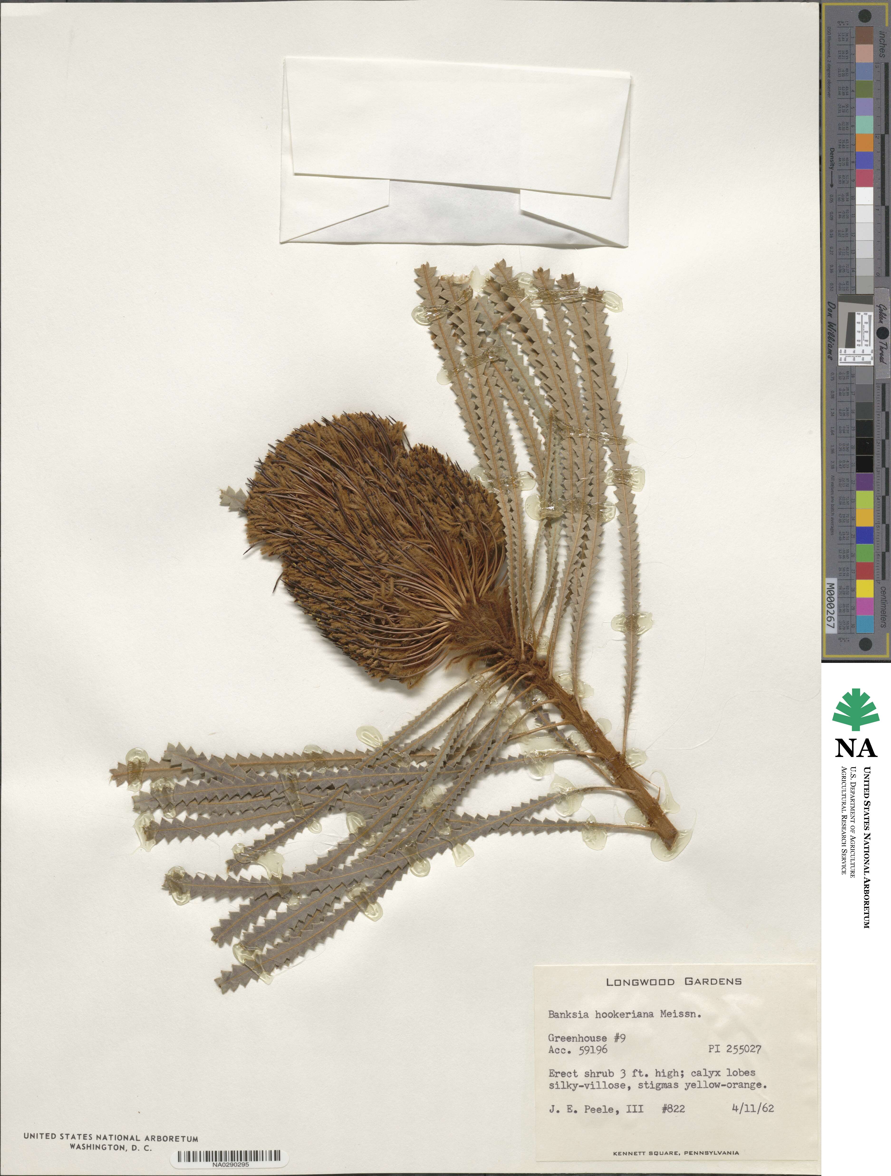 Banksia hookeriana image