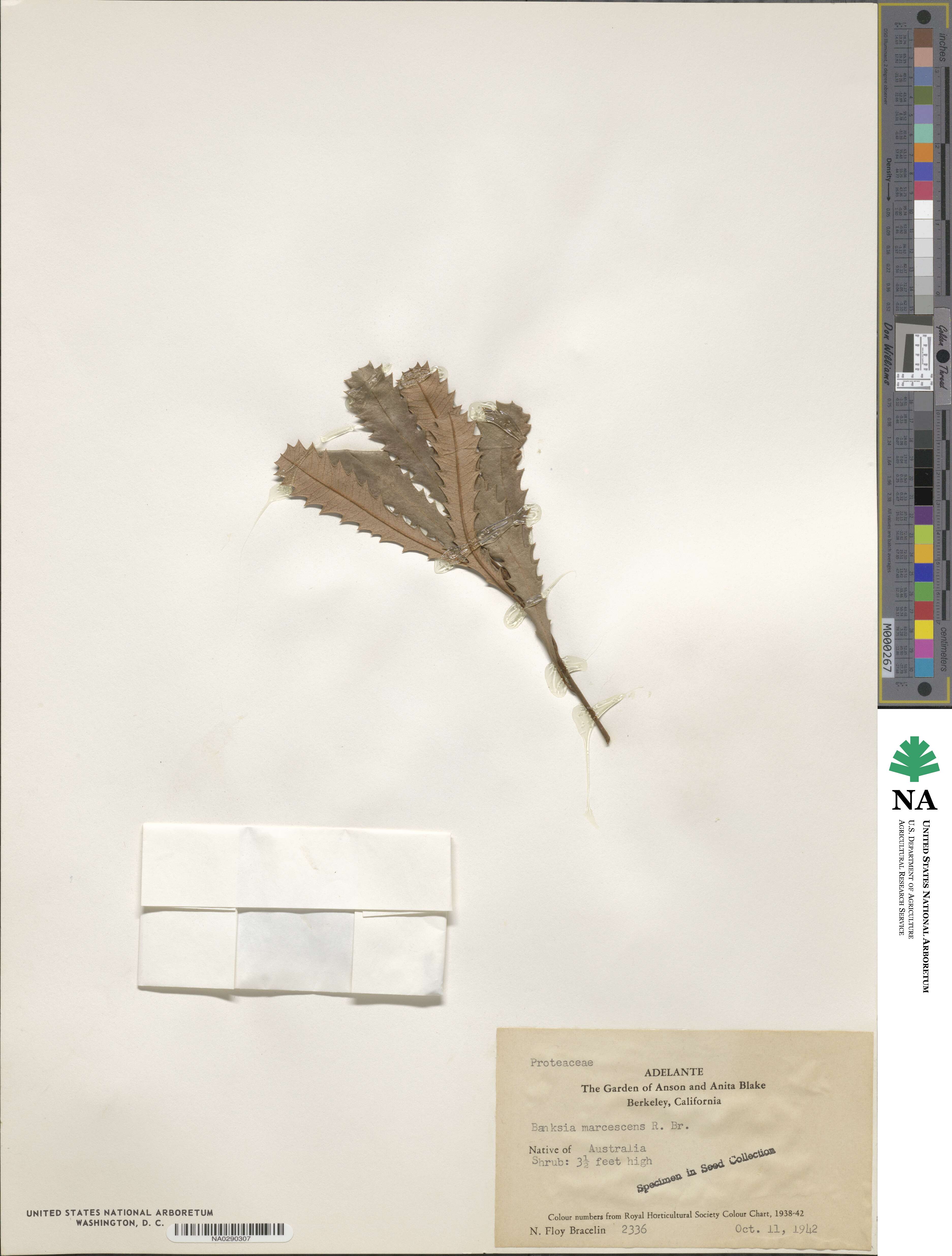 Banksia praemorsa image