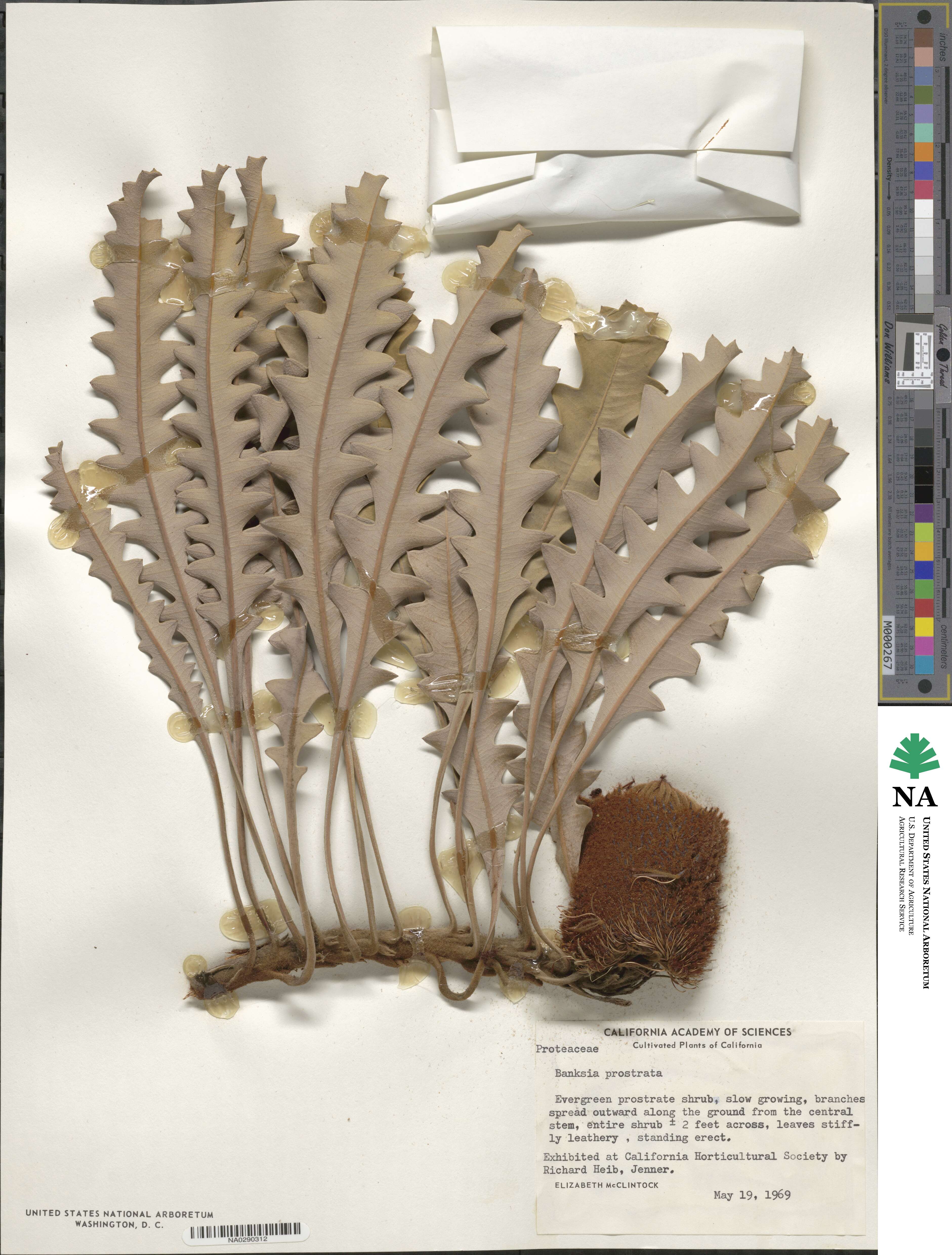 Banksia prostrata image