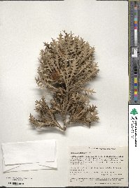 Banksia armata image