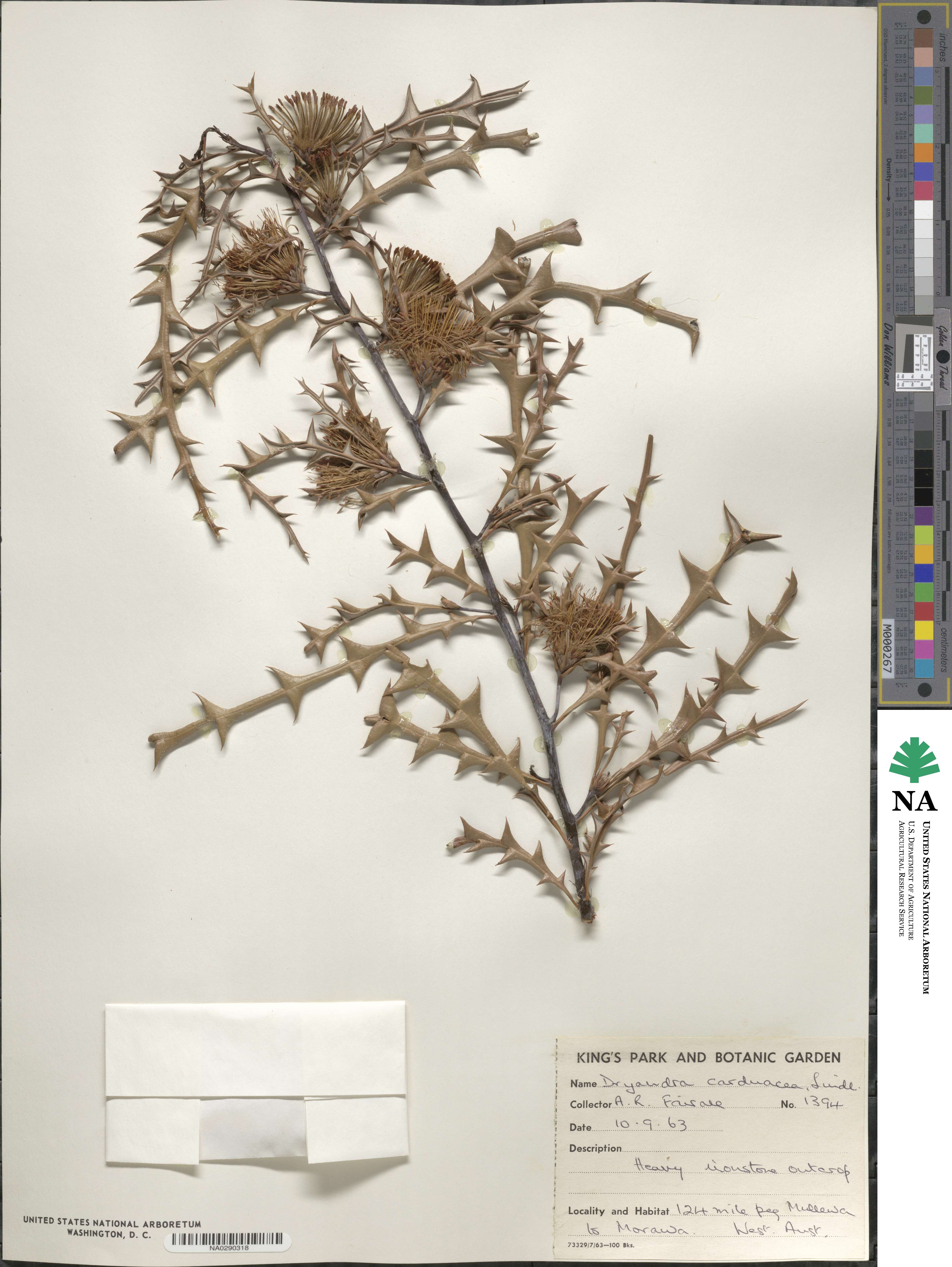 Banksia squarrosa subsp. squarrosa image