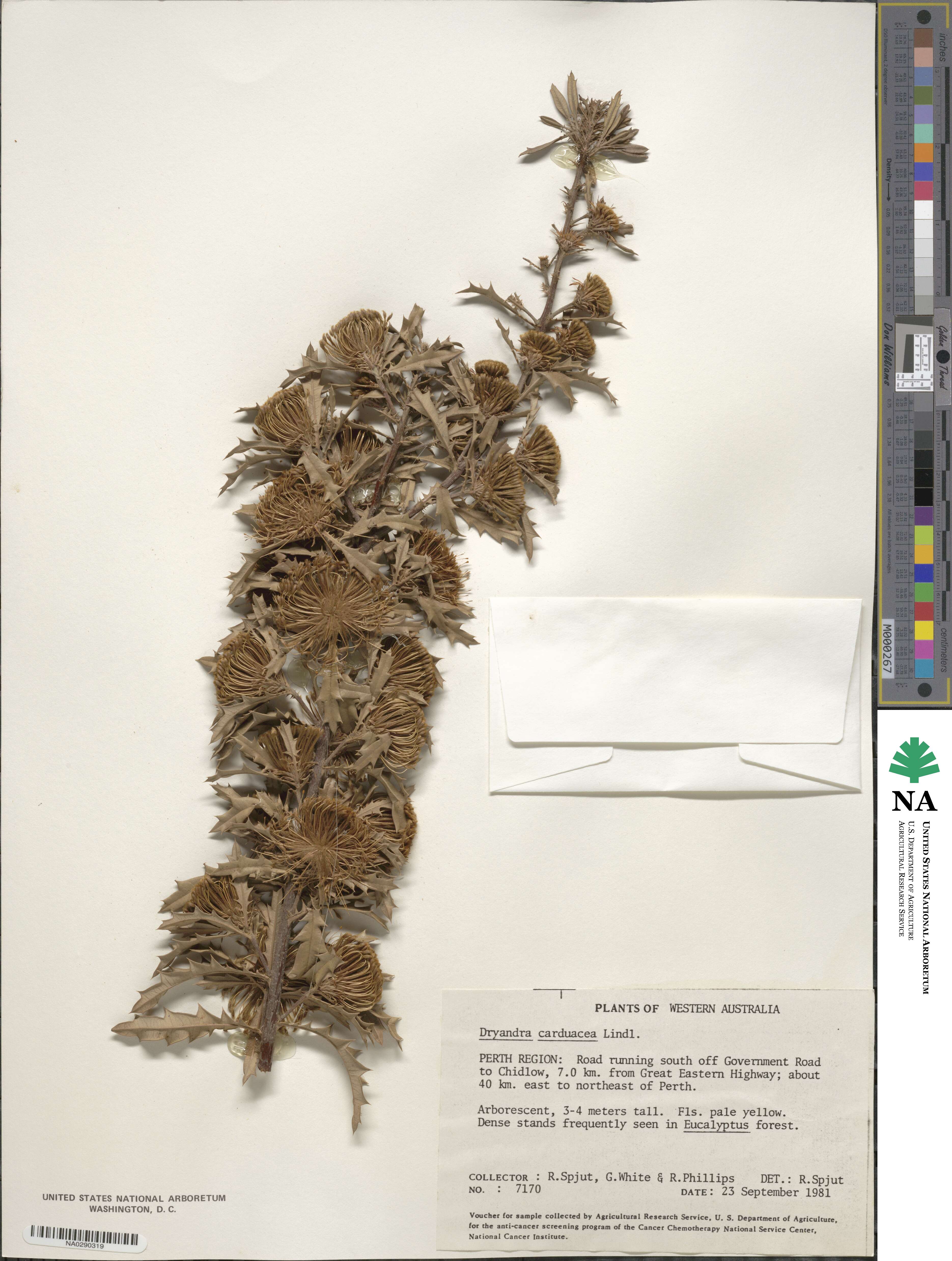 Banksia squarrosa subsp. squarrosa image