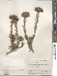 Banksia carlinoides image