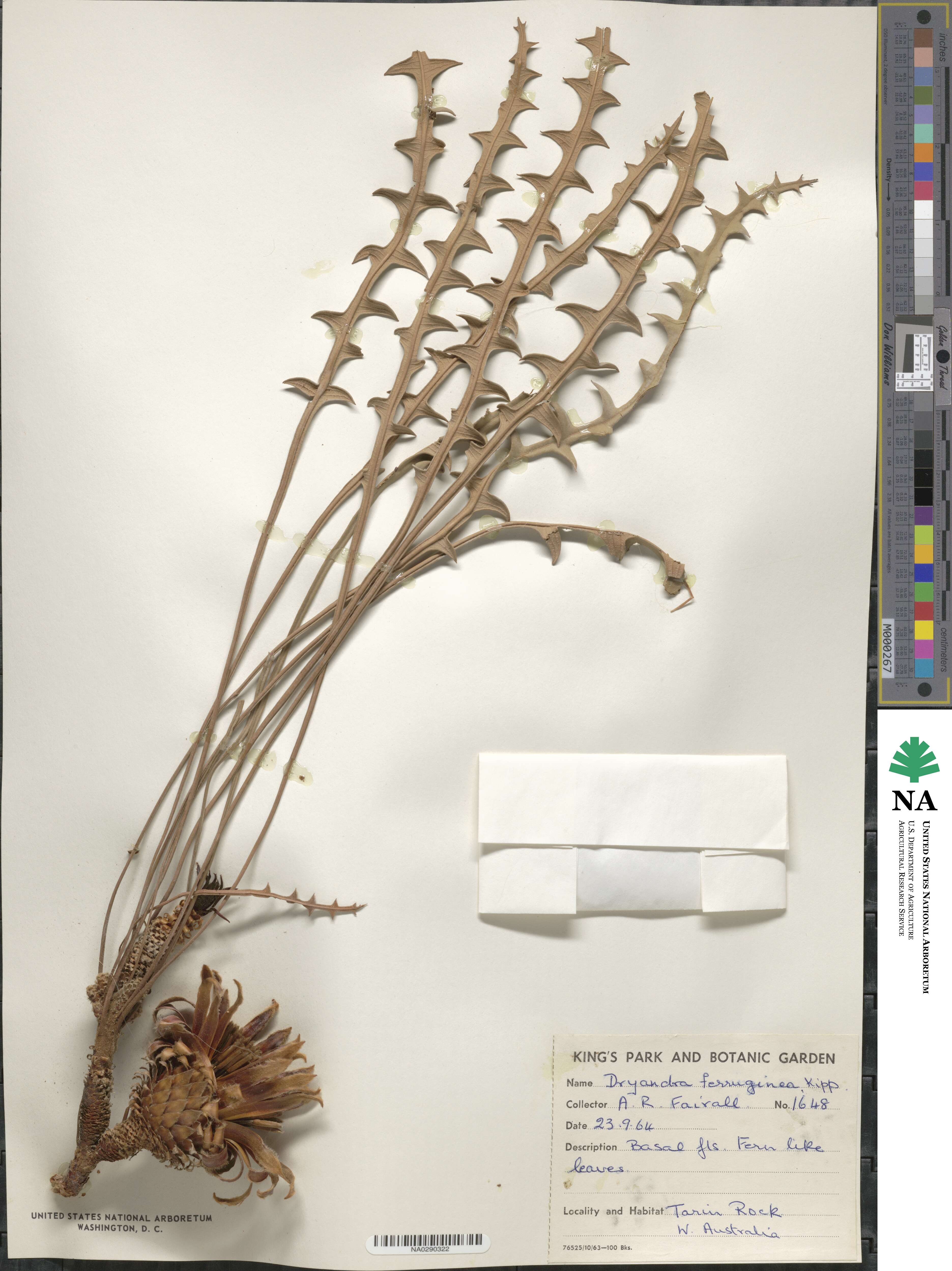Banksia rufa subsp. rufa image