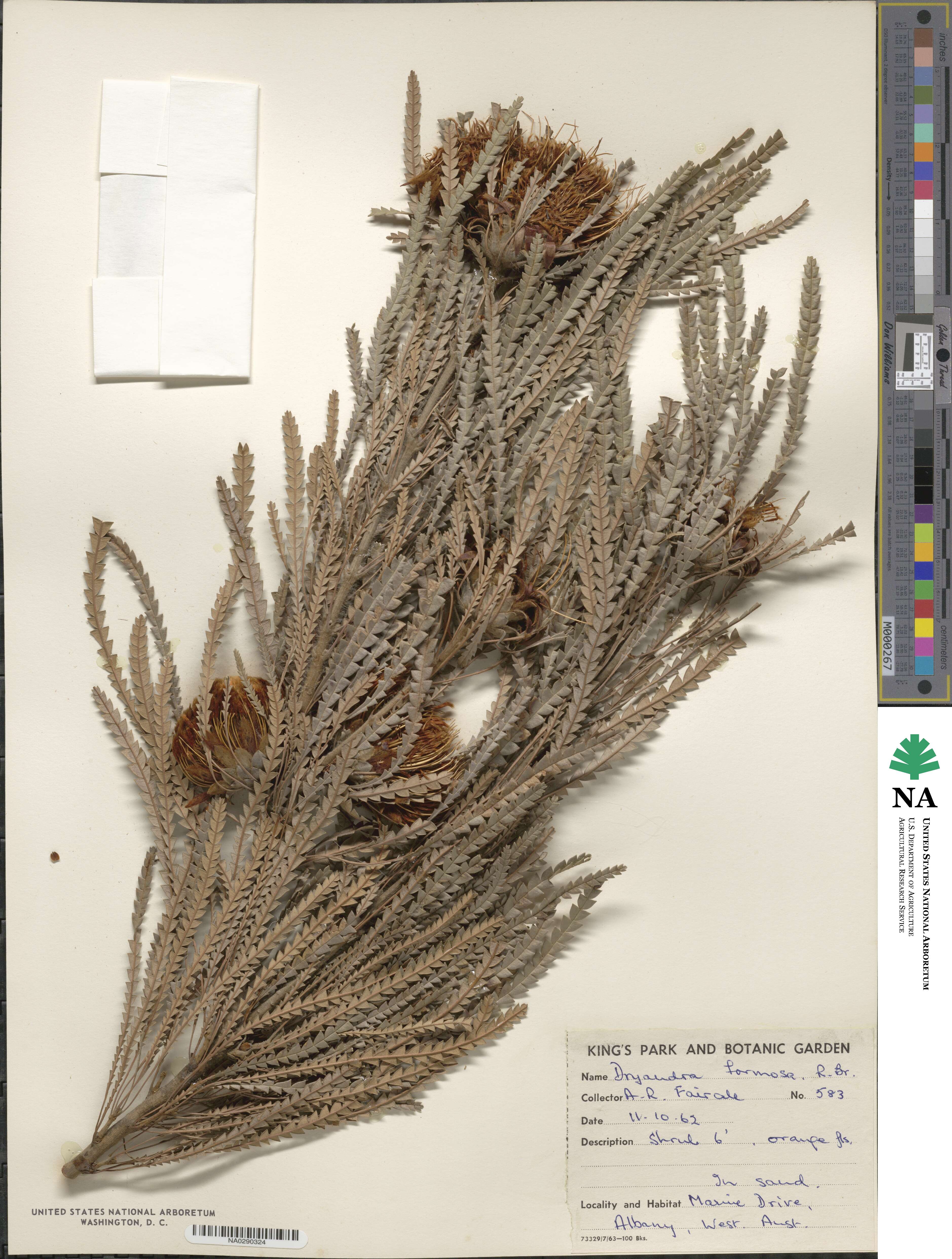 Banksia formosa image