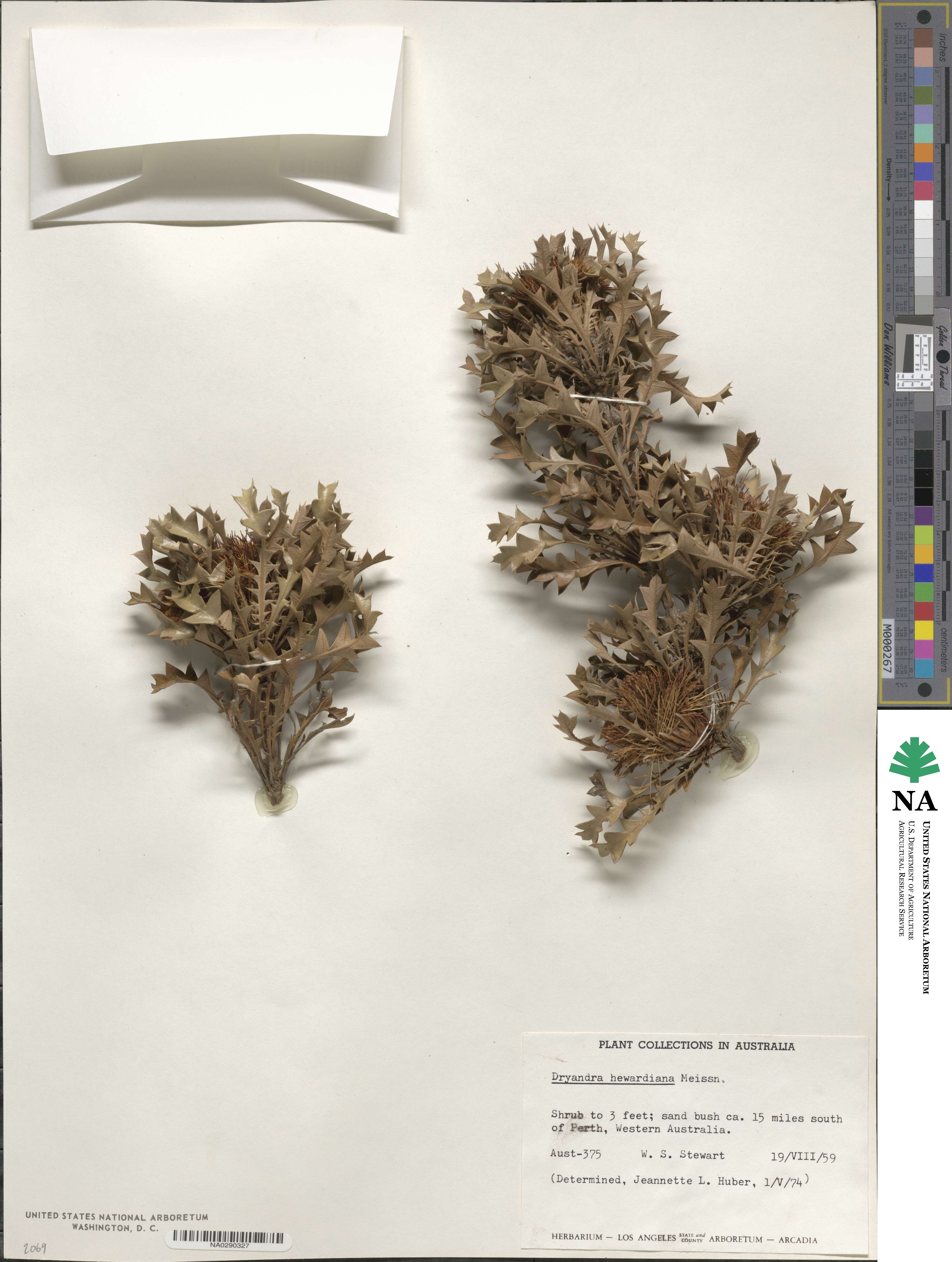 Banksia hewardiana image