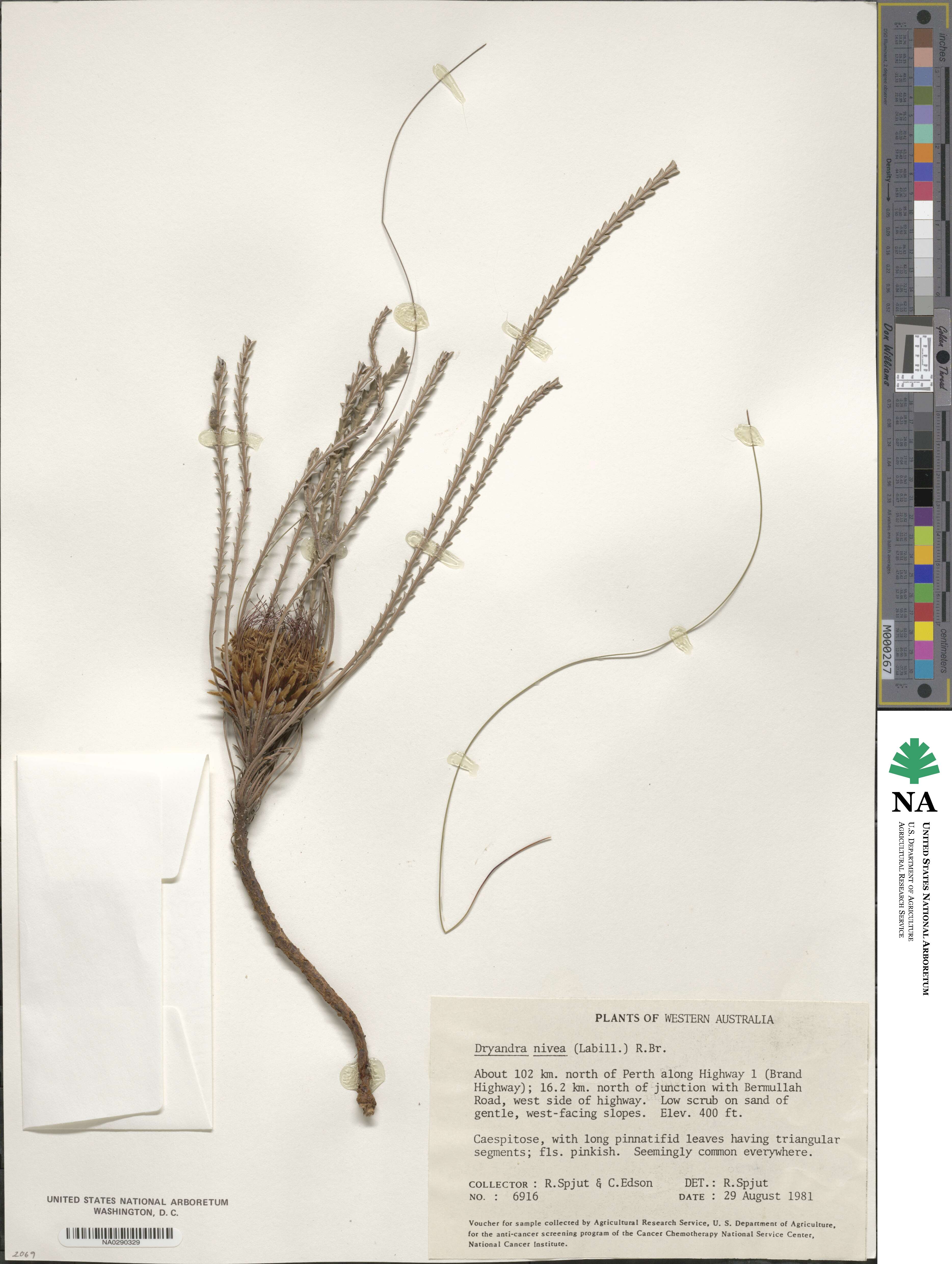Banksia nivea subsp. nivea image
