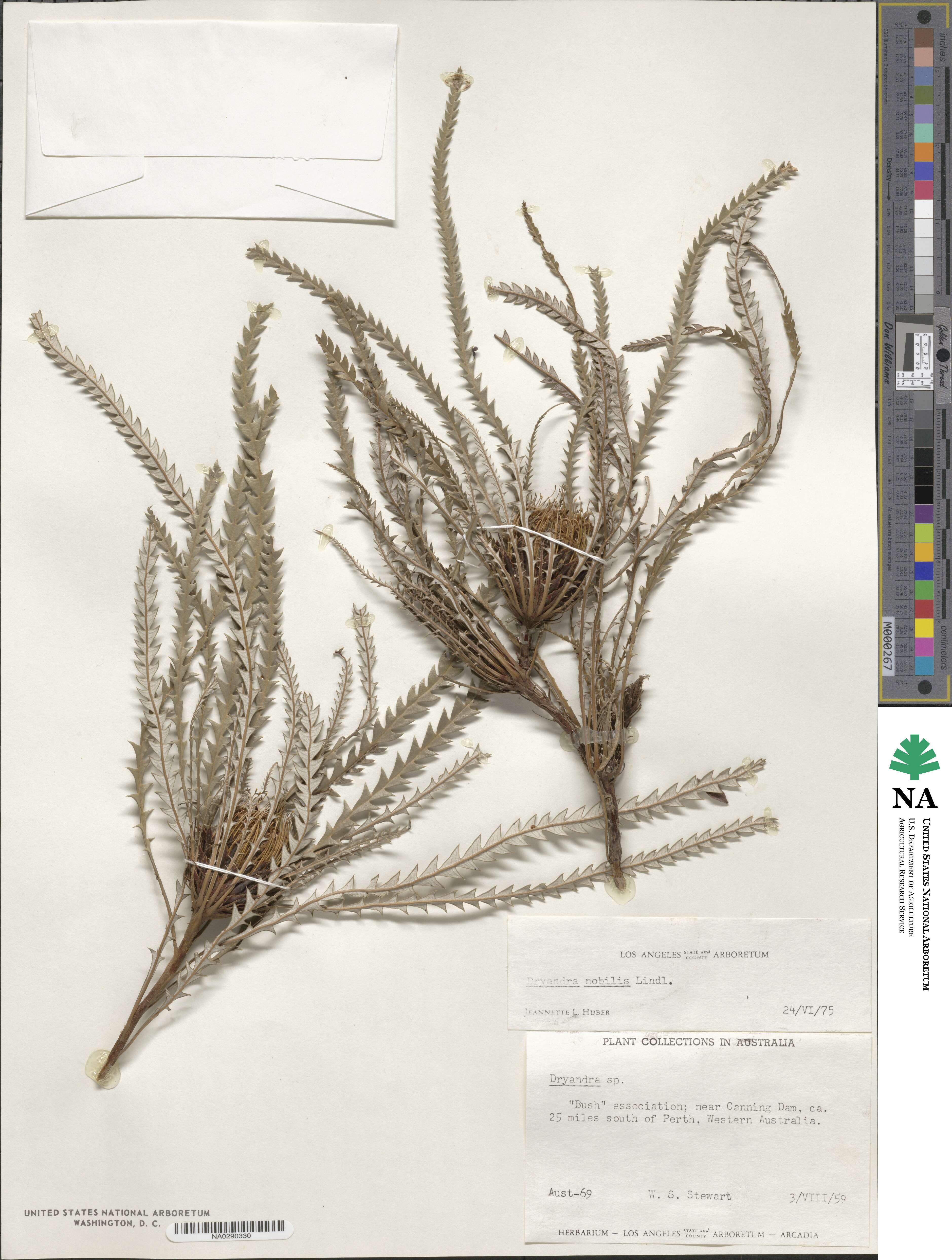 Banksia nobilis image
