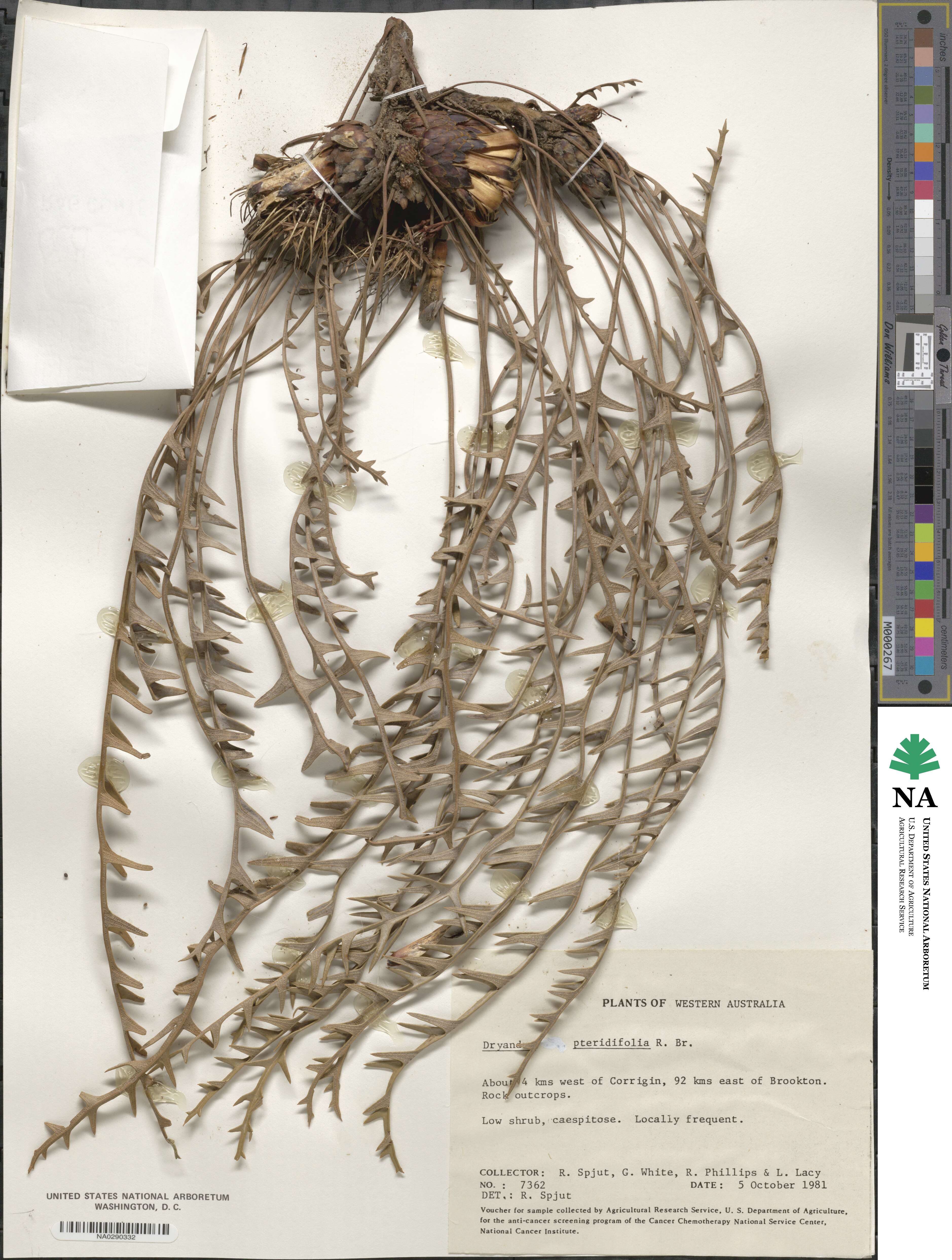 Banksia pteridifolia subsp. pteridifolia image