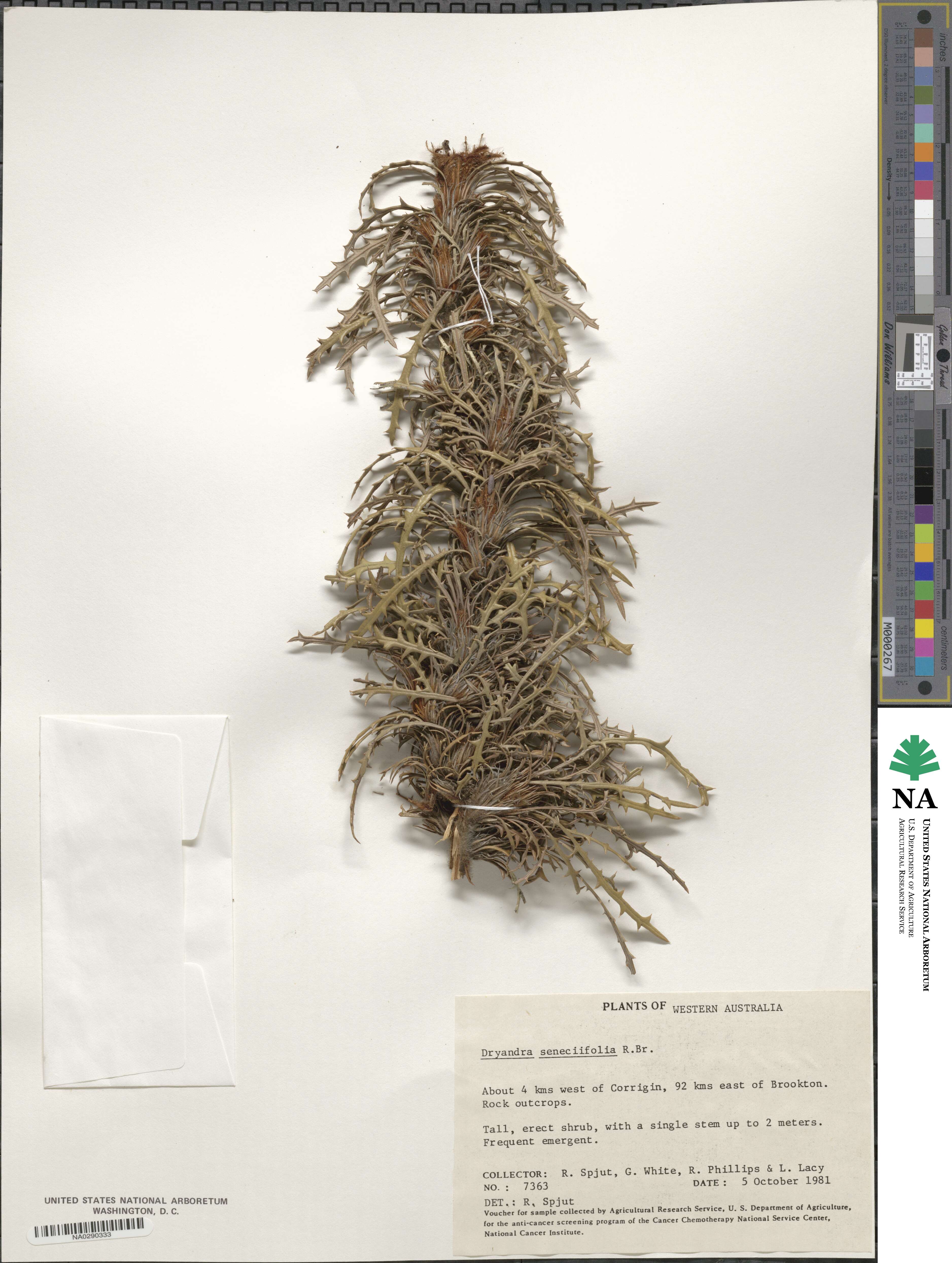 Banksia seneciifolia image