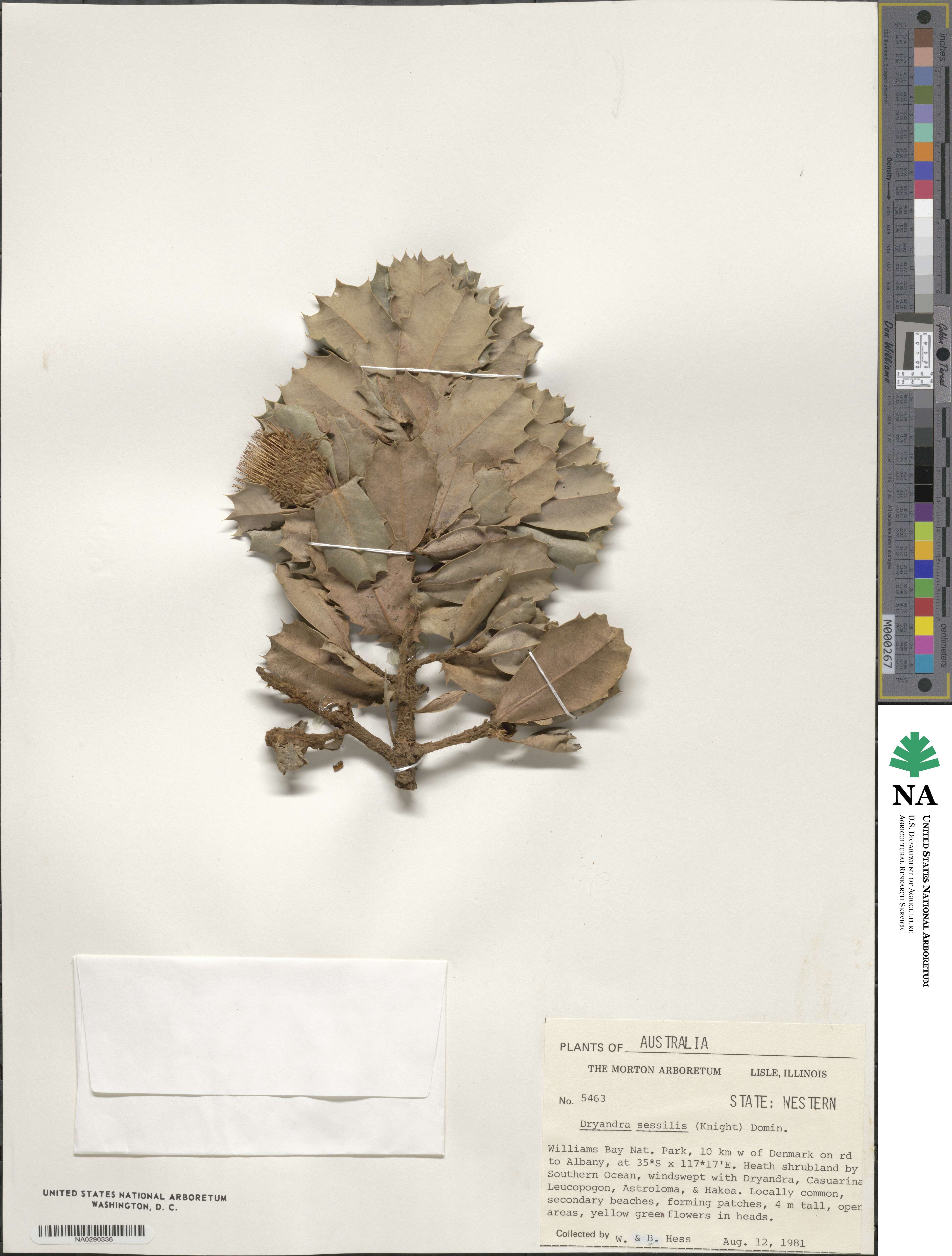 Banksia sessilis image