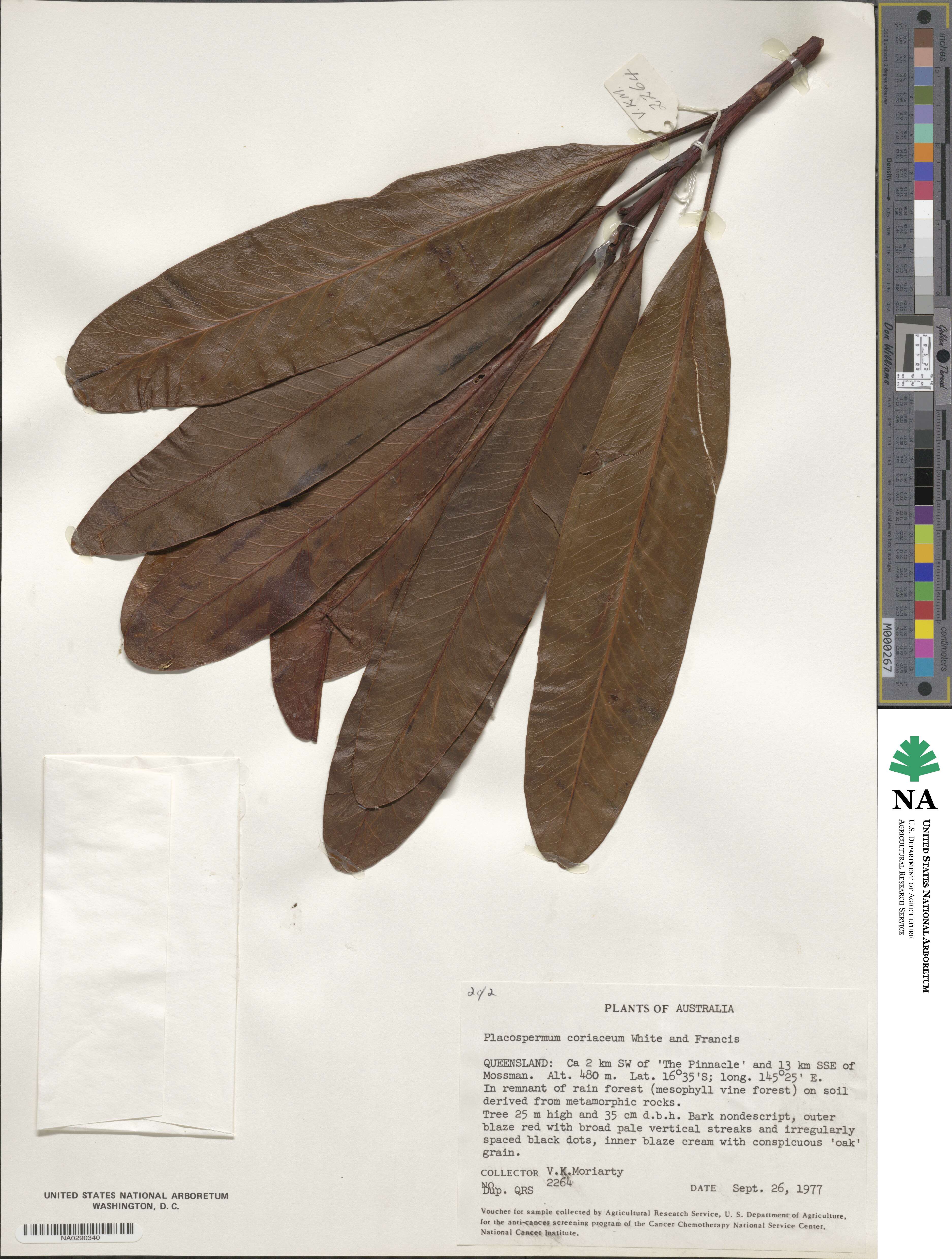 Placospermum coriaceum image