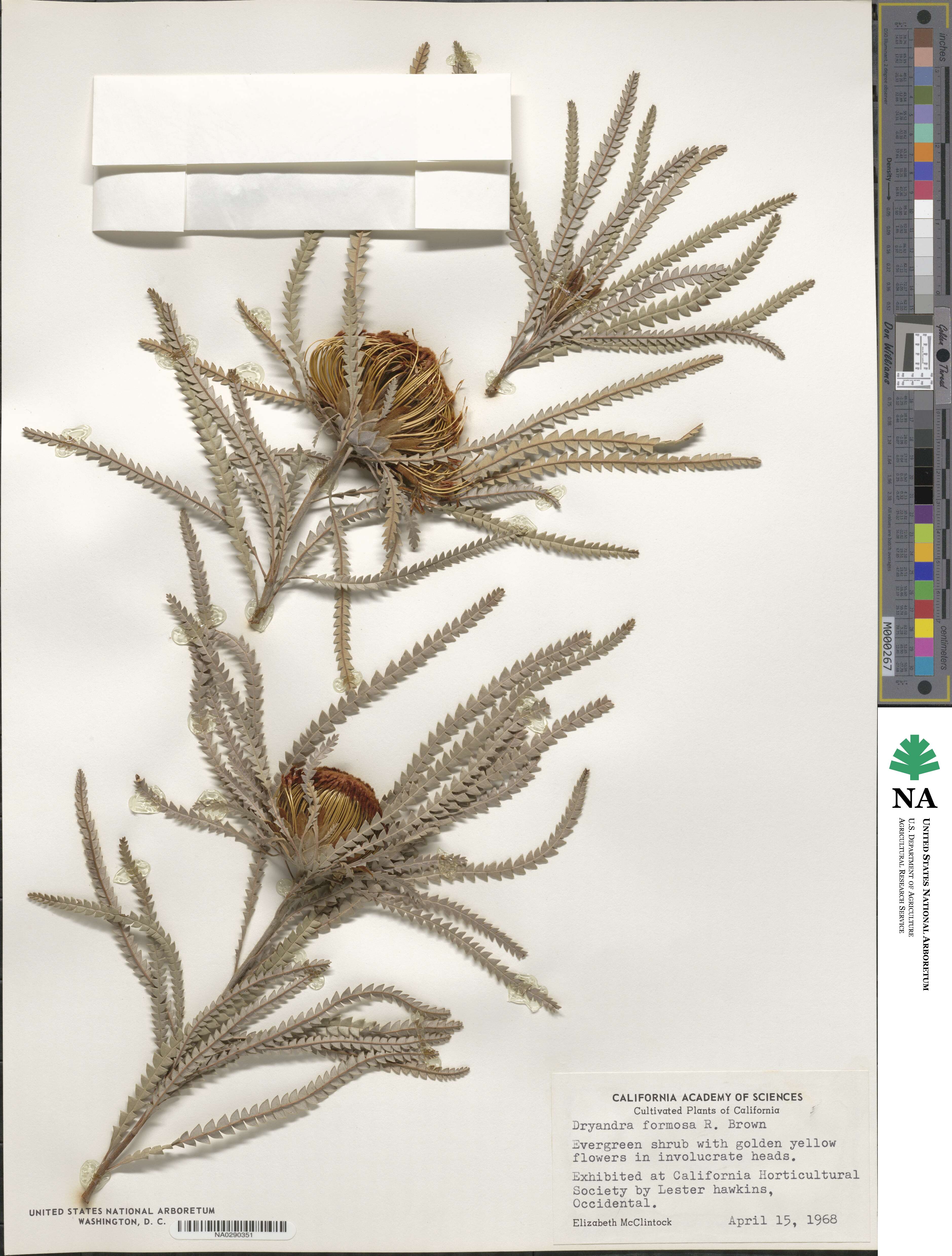 Banksia formosa image