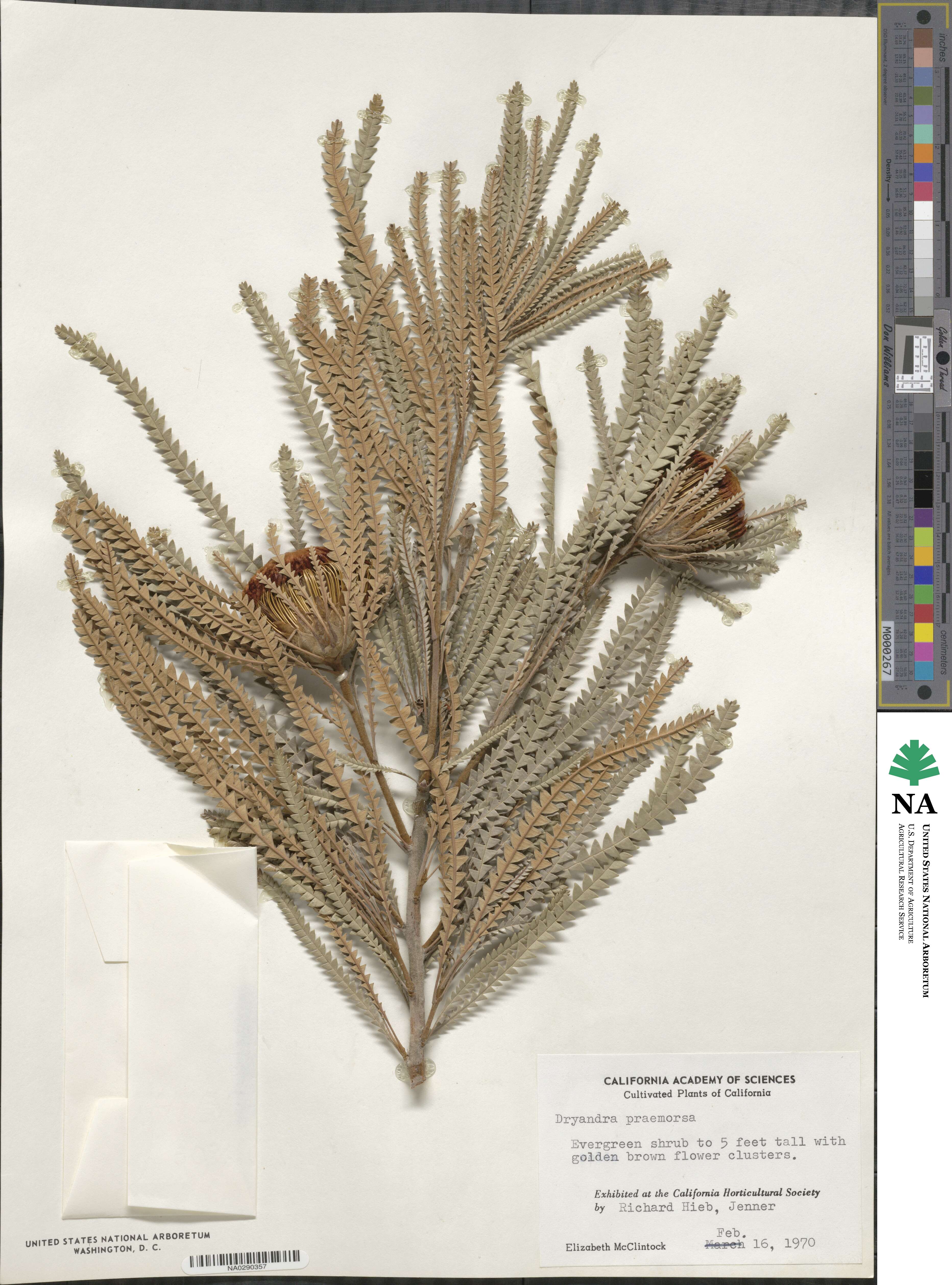Banksia undata image