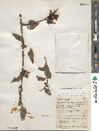 Gaiadendron punctatum image