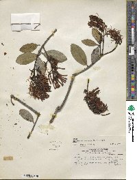 Gaiadendron punctatum image